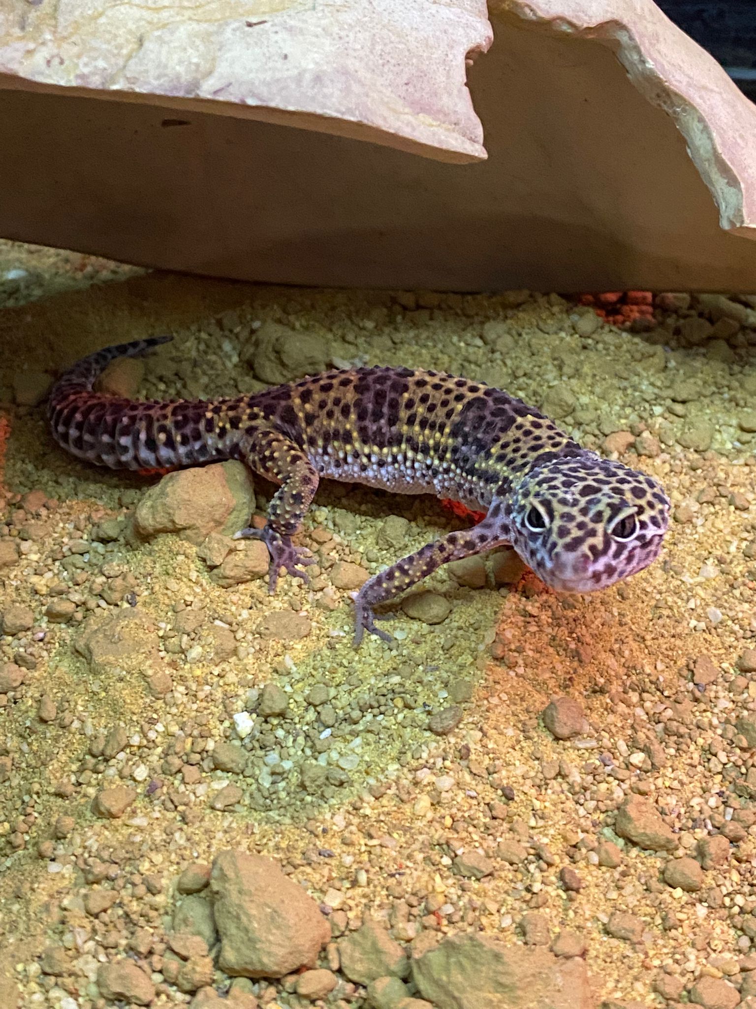 Juvenile Mack Snow Leopard Gecko