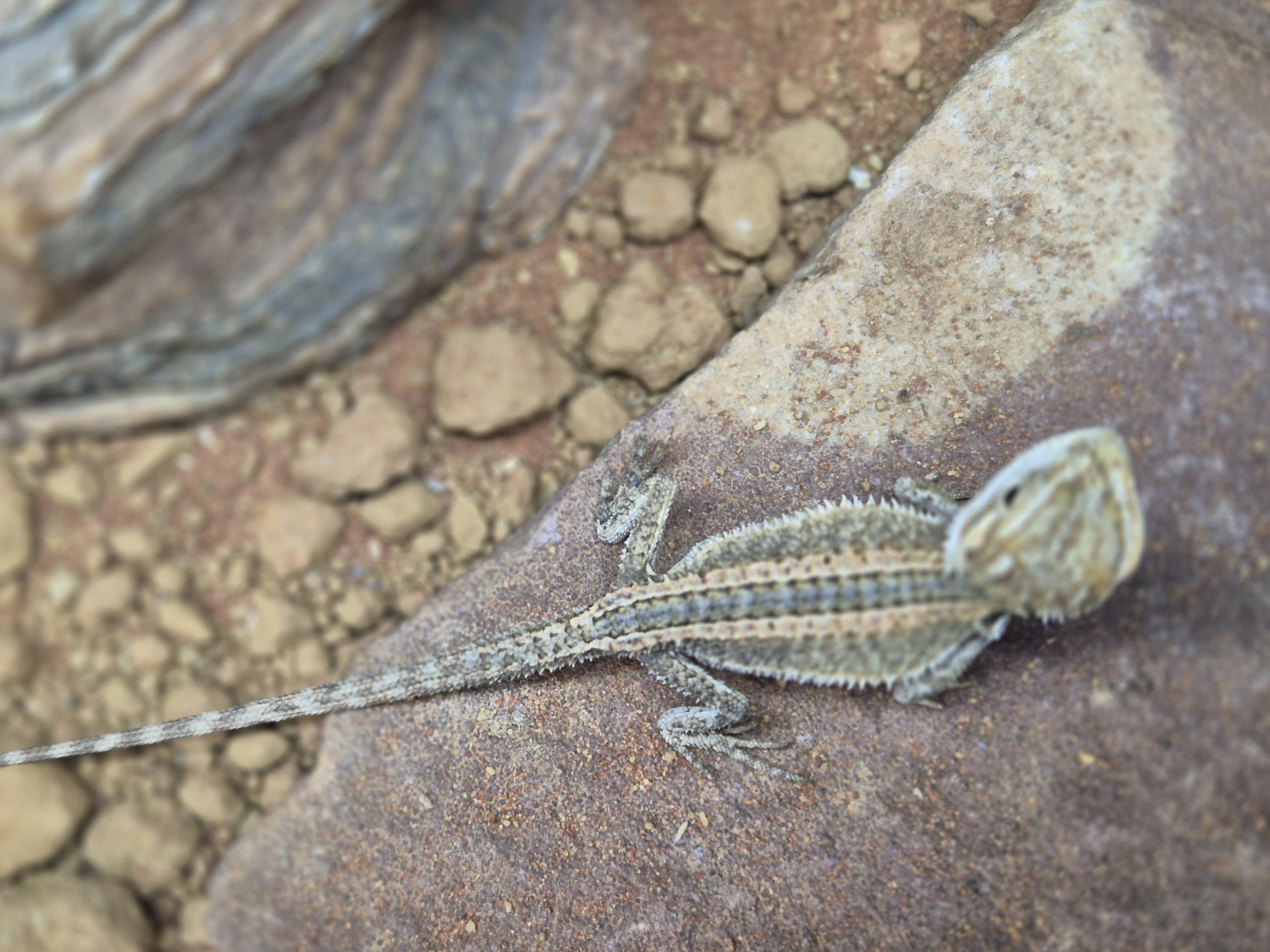 Juvenile Genetic Stripe Bearded Dragon