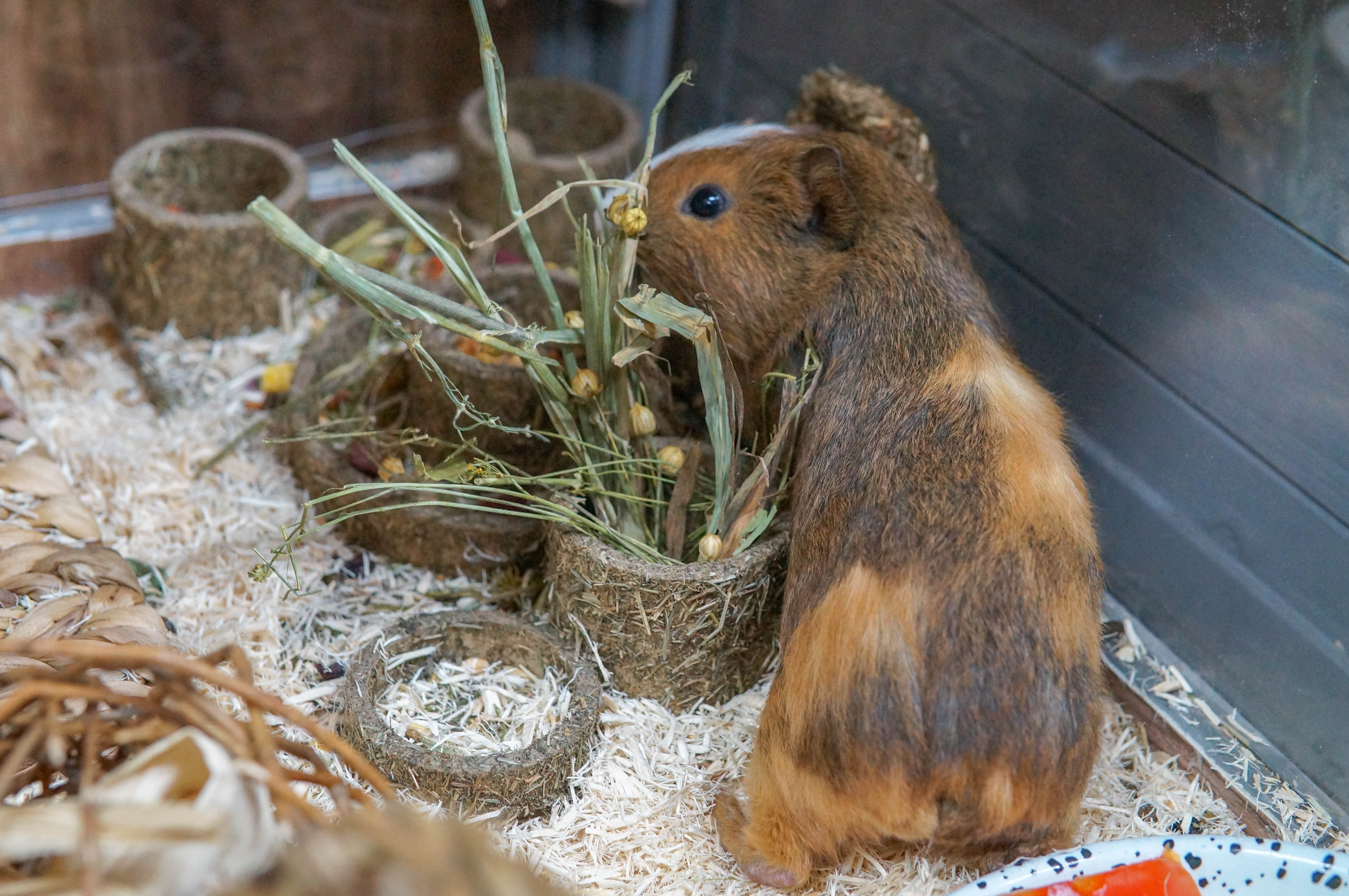 Guinea Pig (Female)