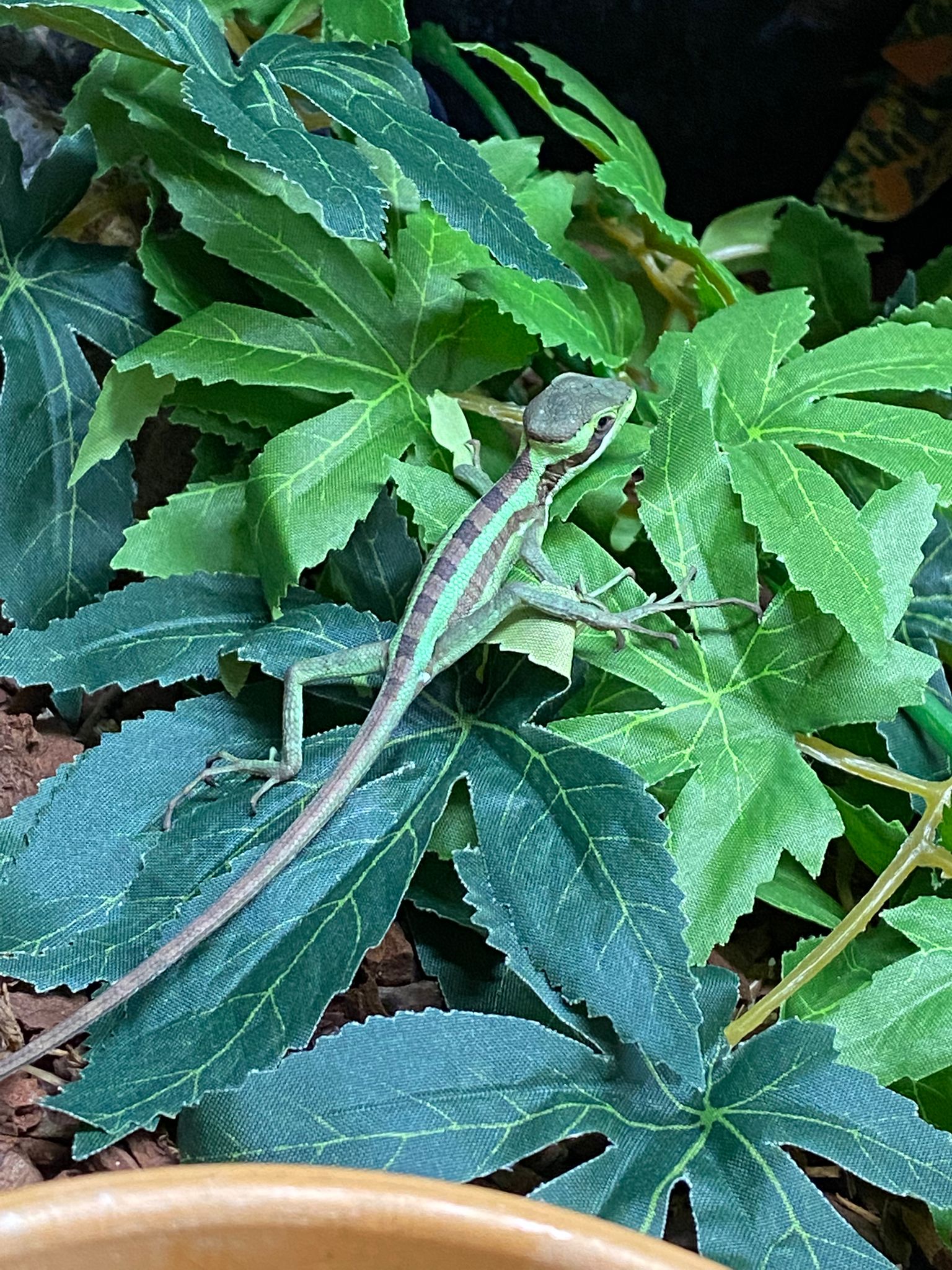 Juvenile Eastern Casquehead Iguana