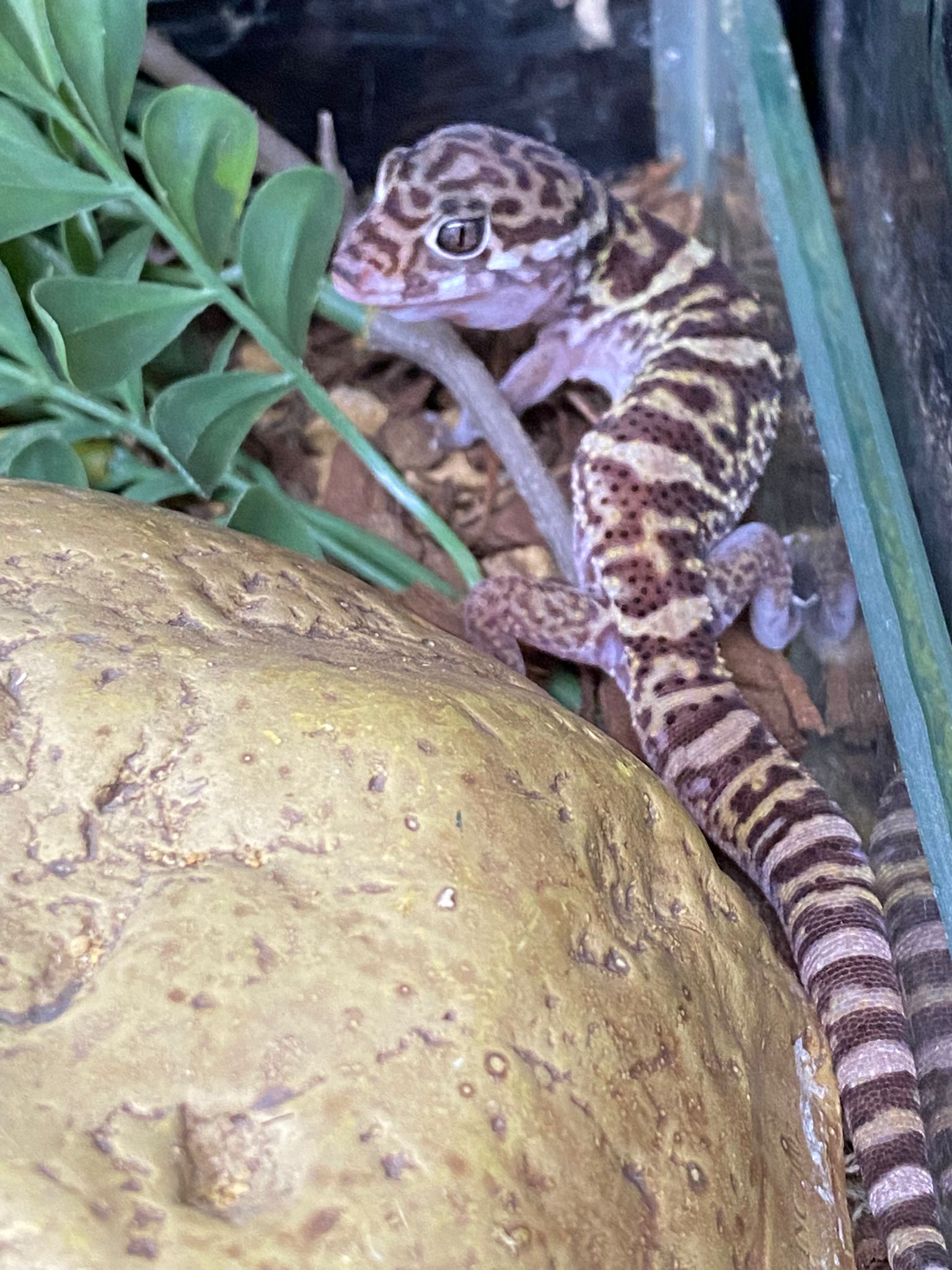 Sub Adult Central American Banded Gecko