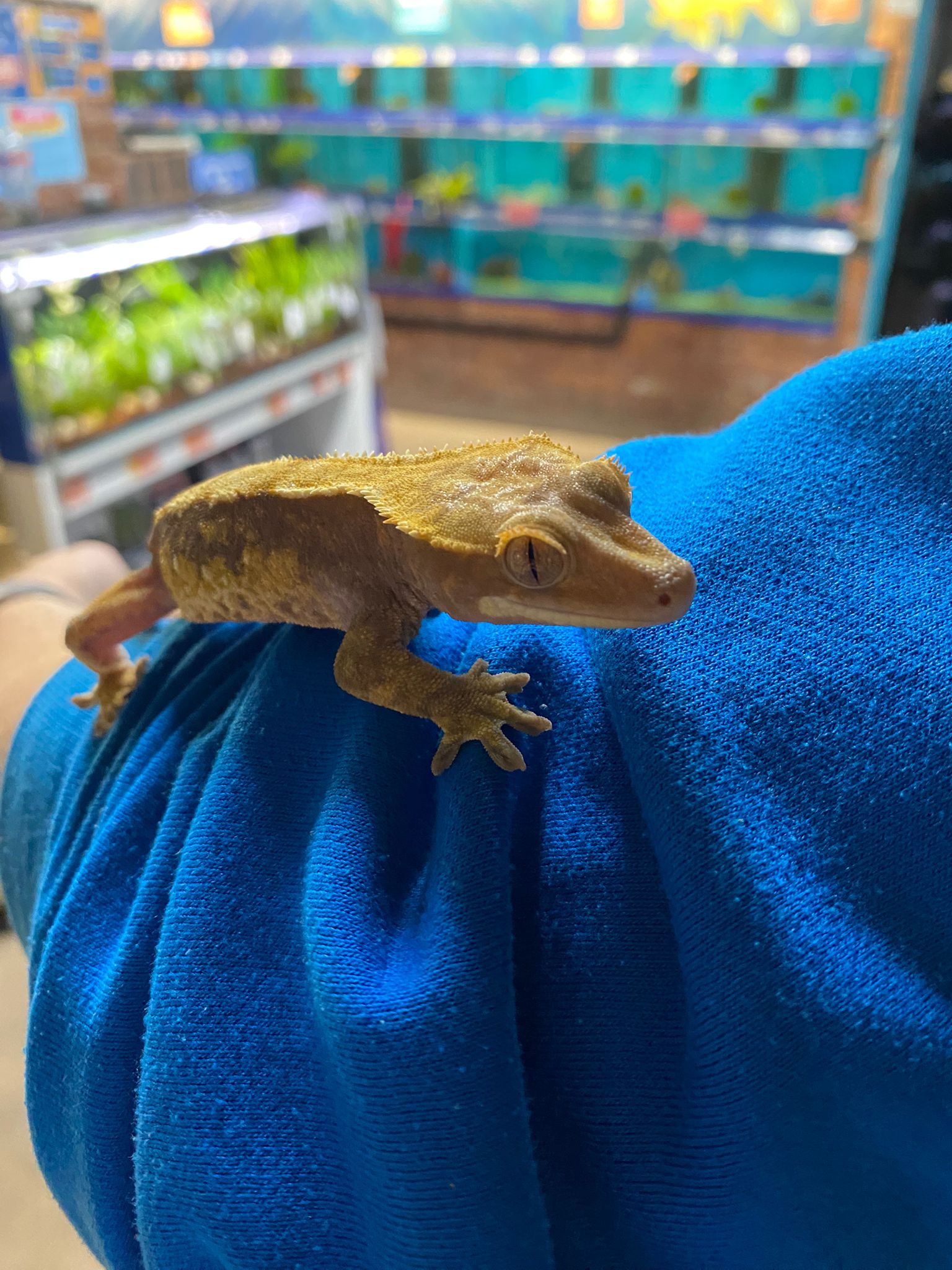 Juvenile Flame Crested Gecko