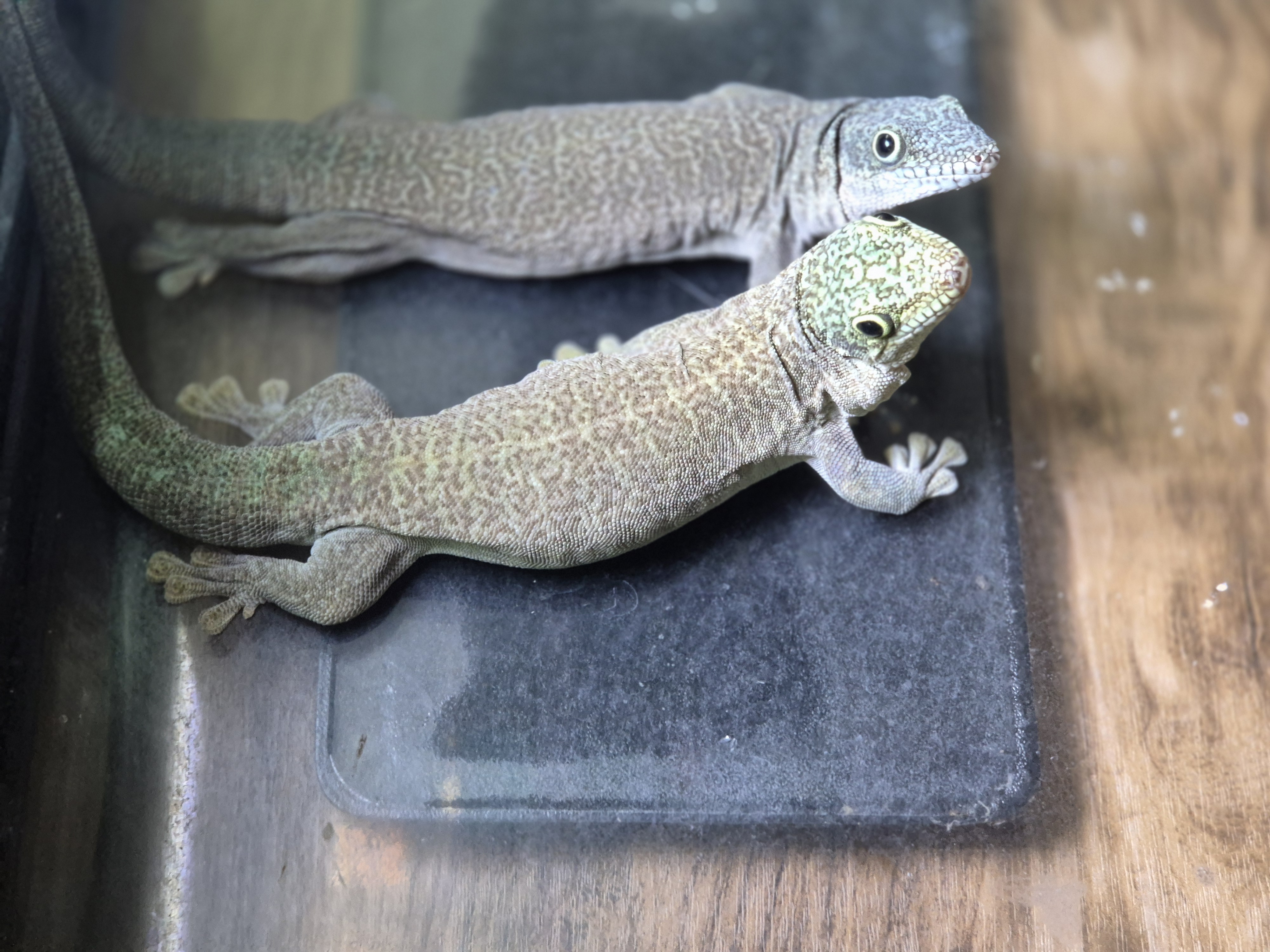 Sub Adult Standing's Day Gecko