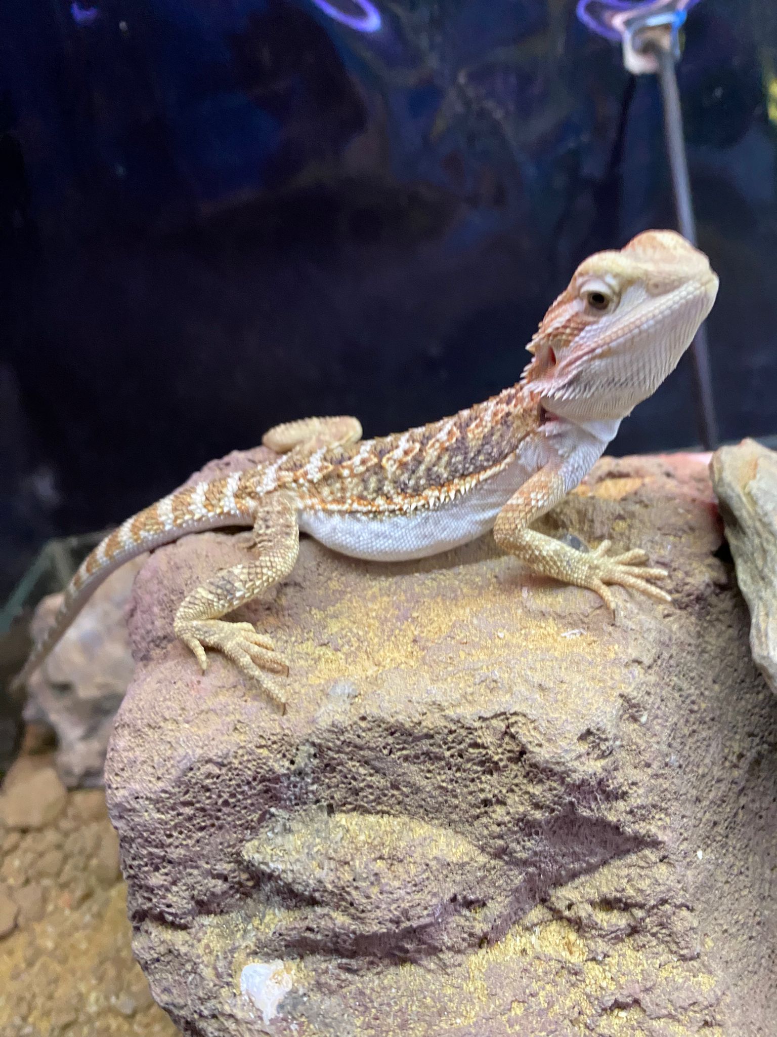 Juvenile Bearded Dragon