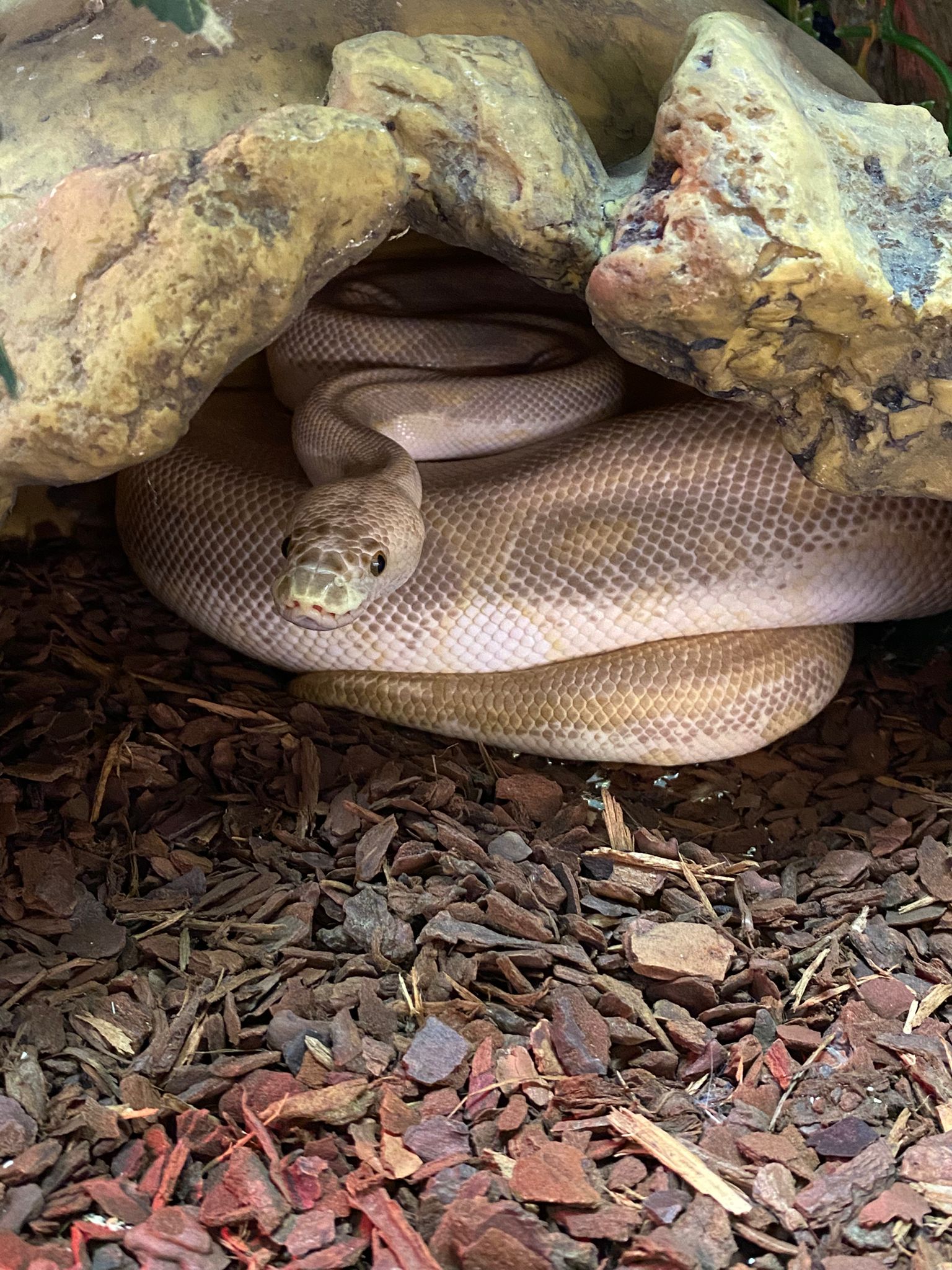 Lesser Leopard Fire Clown Female Royal Python