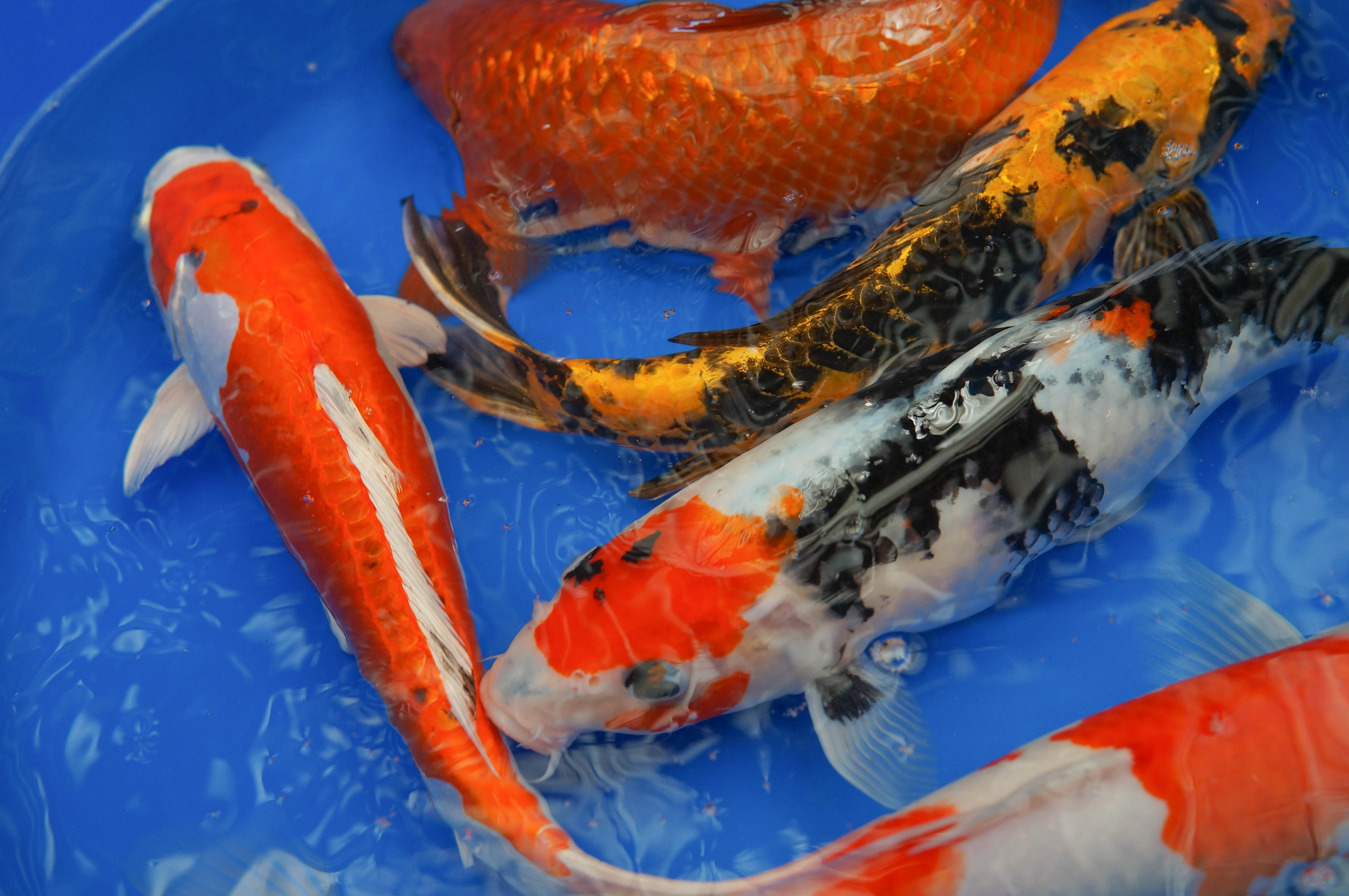 Koi 10-12"