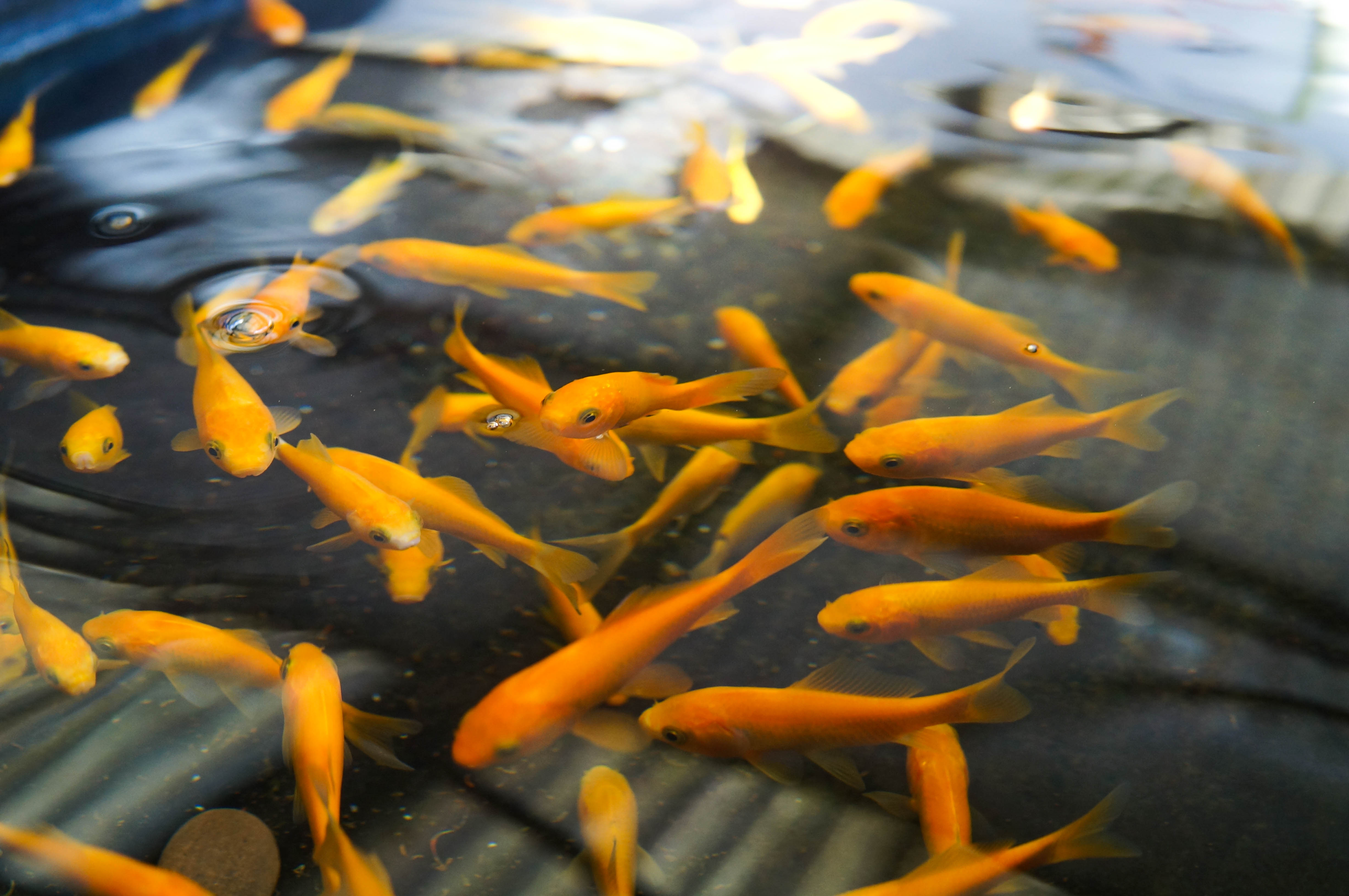 Yellow Comet Goldfish 2-3"