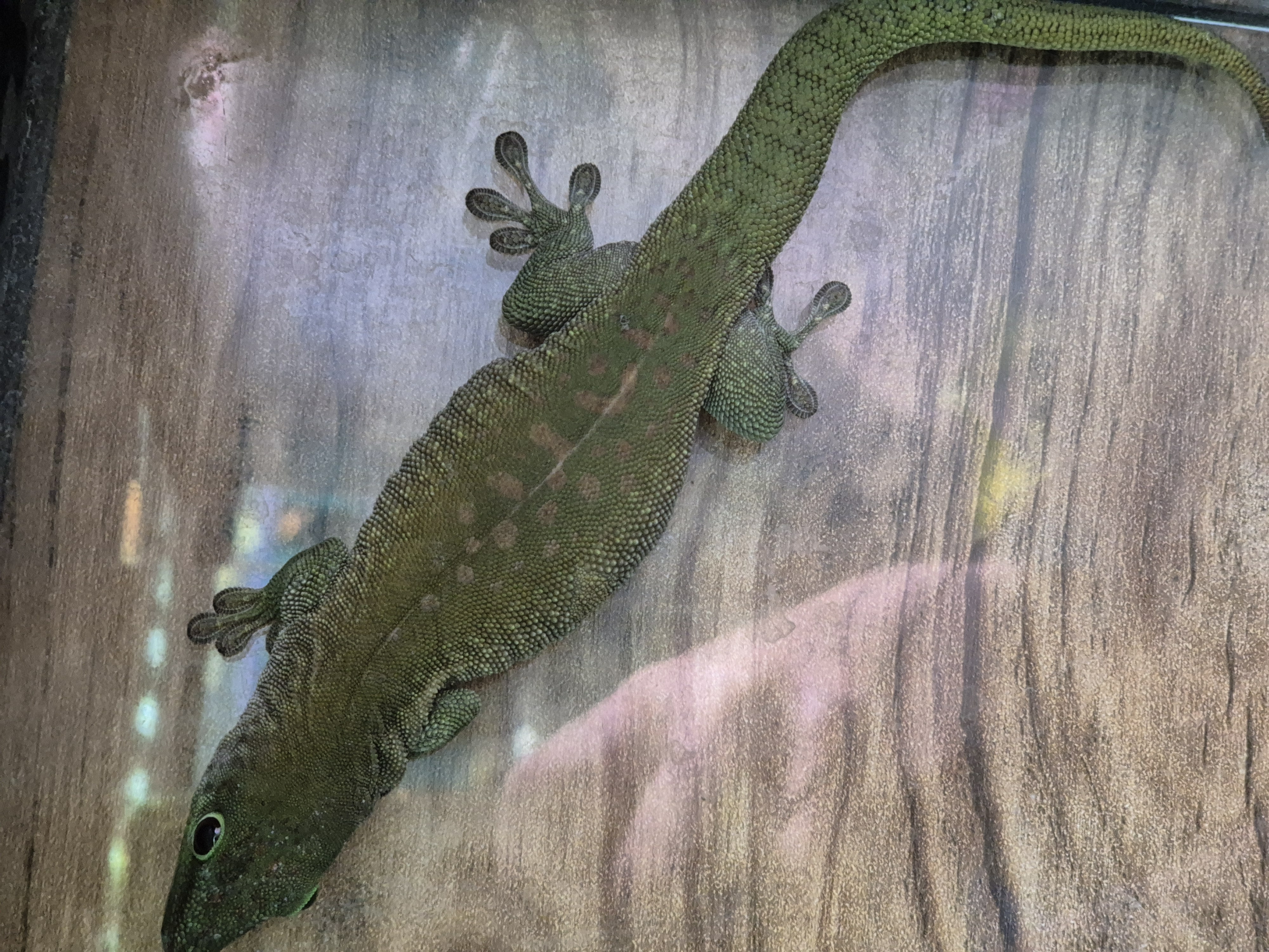 Juvenile Koch's Giant Day Gecko