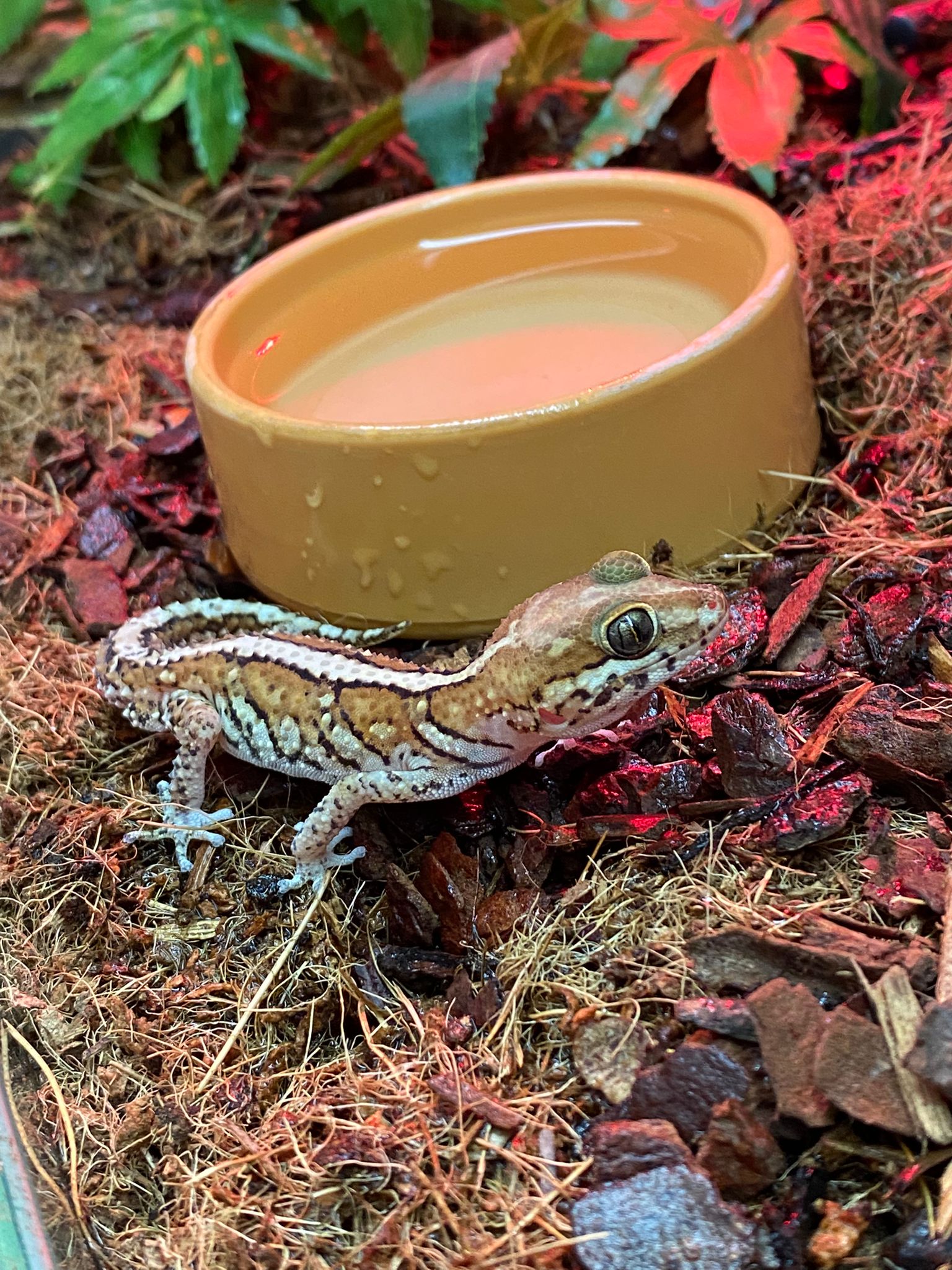 Juvenile Madagascan Ground Gecko
