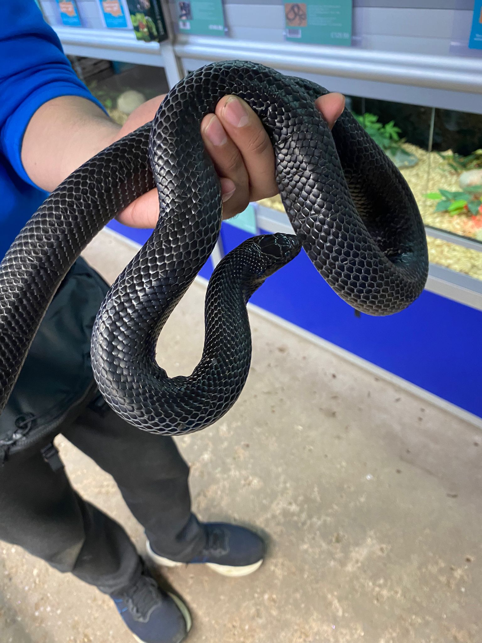 Sub Adult Mexican Black Kingsnake