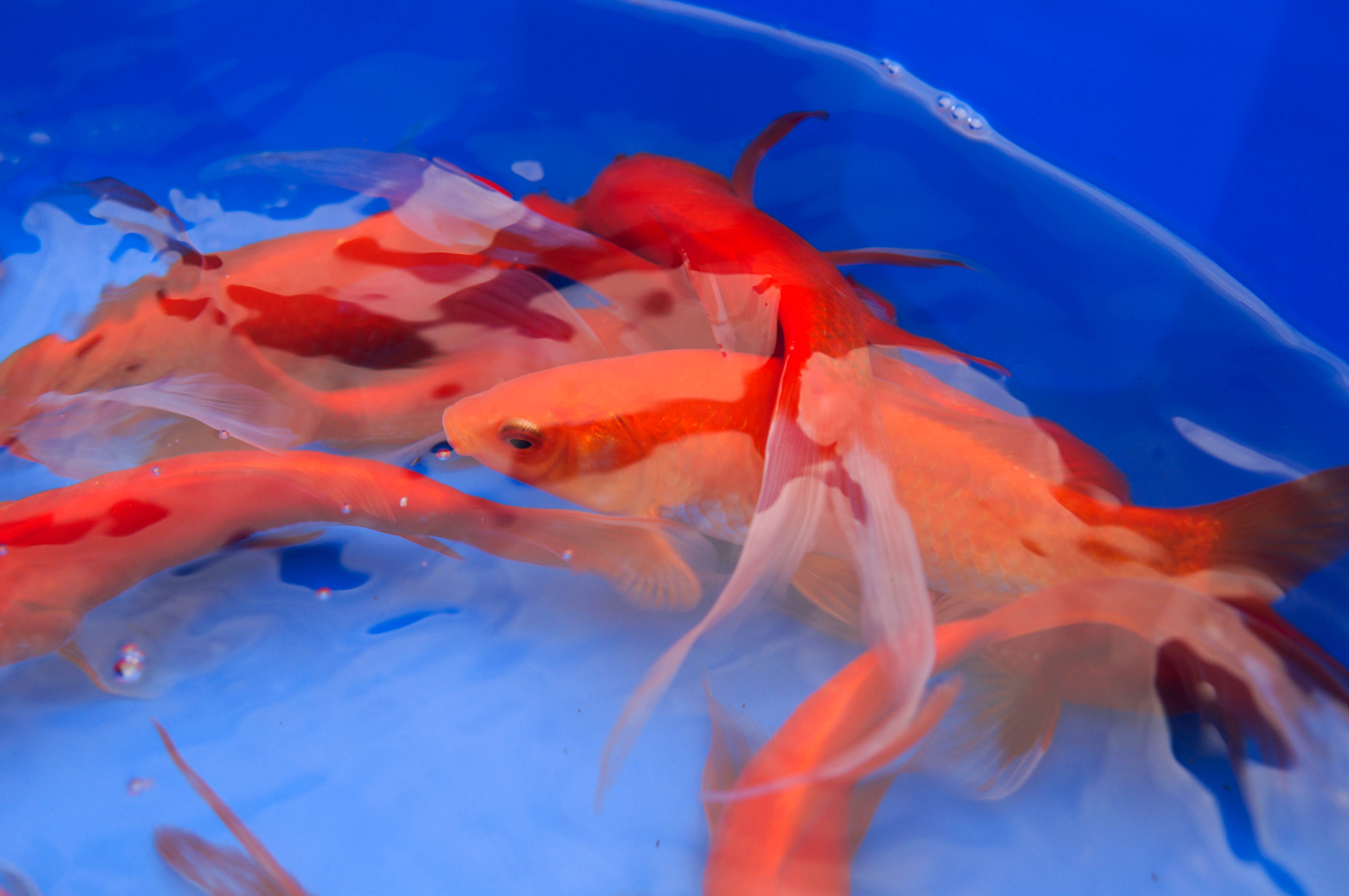 Red Comet Goldfish 8-10"