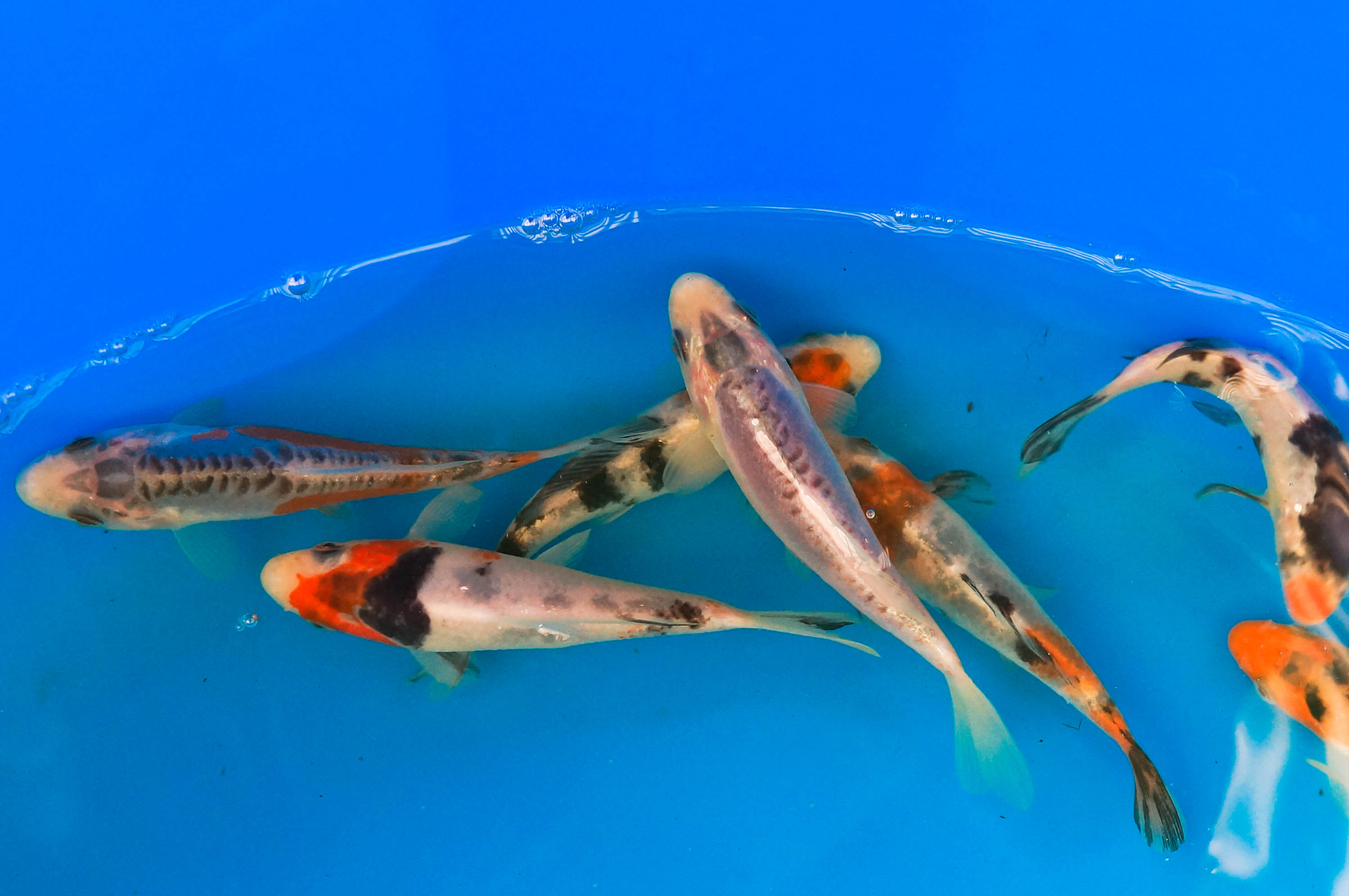 Koi 3-4"