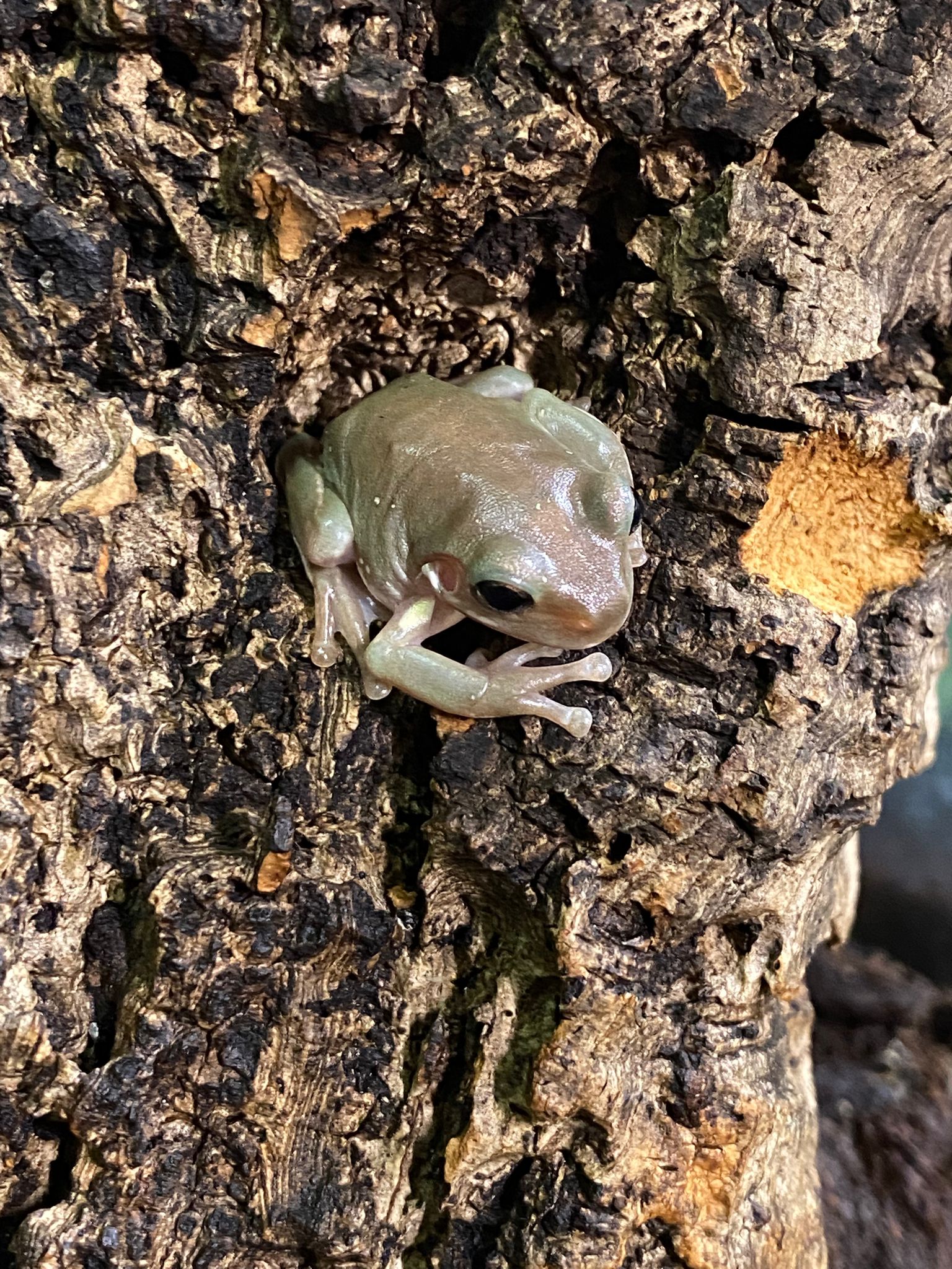 Juvenile Whites Tree Frog