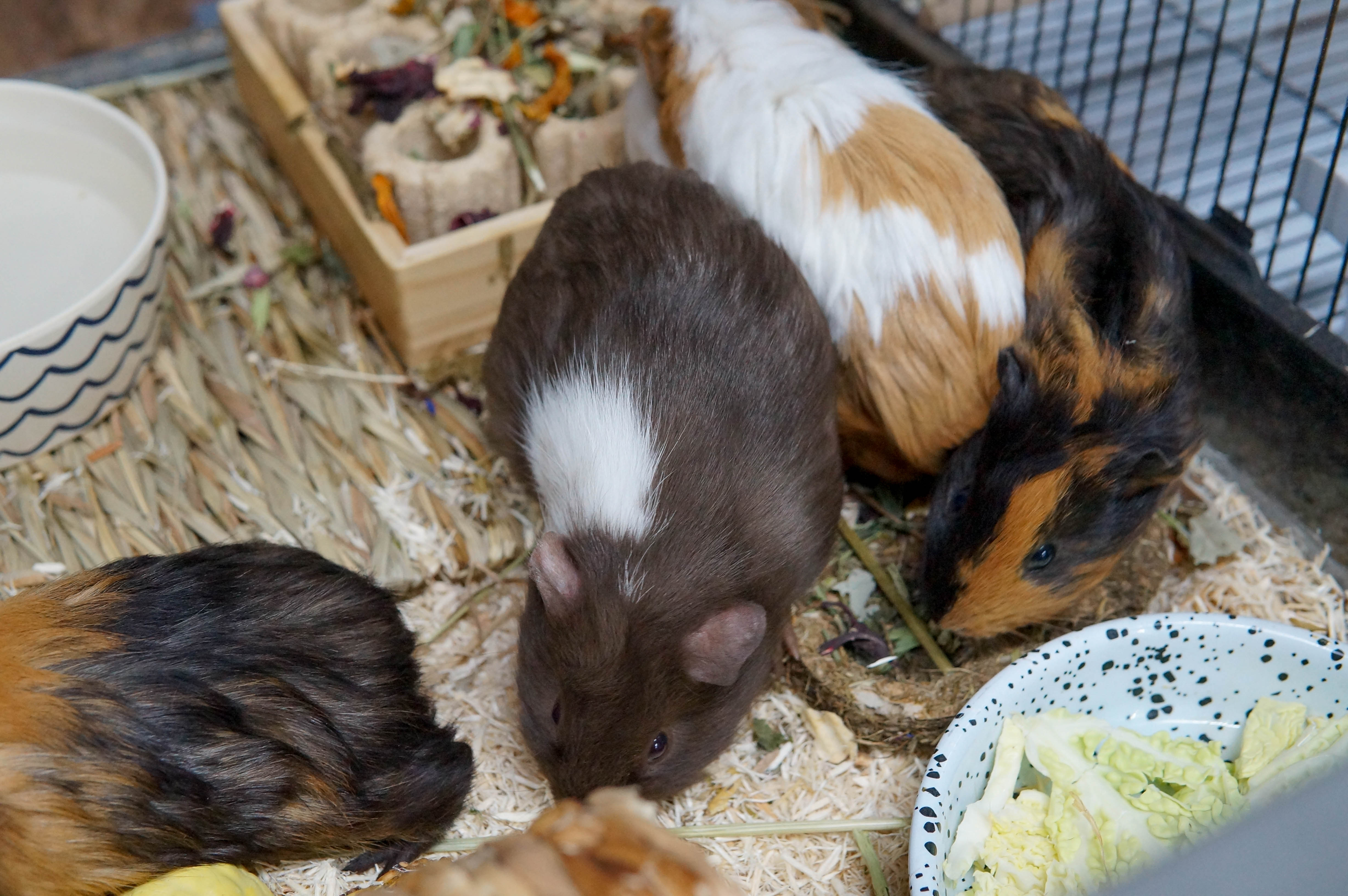 Guinea Pig (Male)