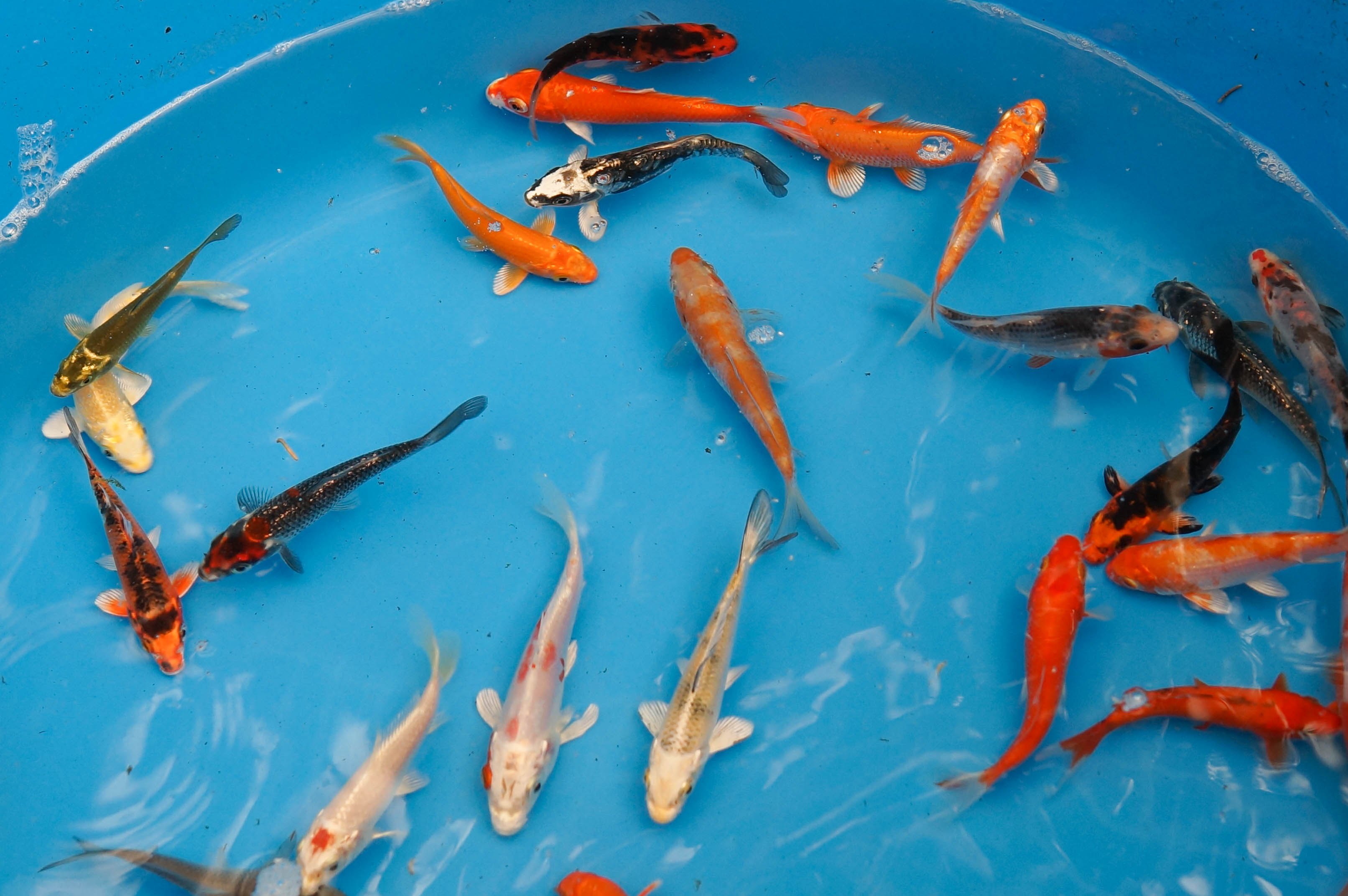 Koi 4-5"