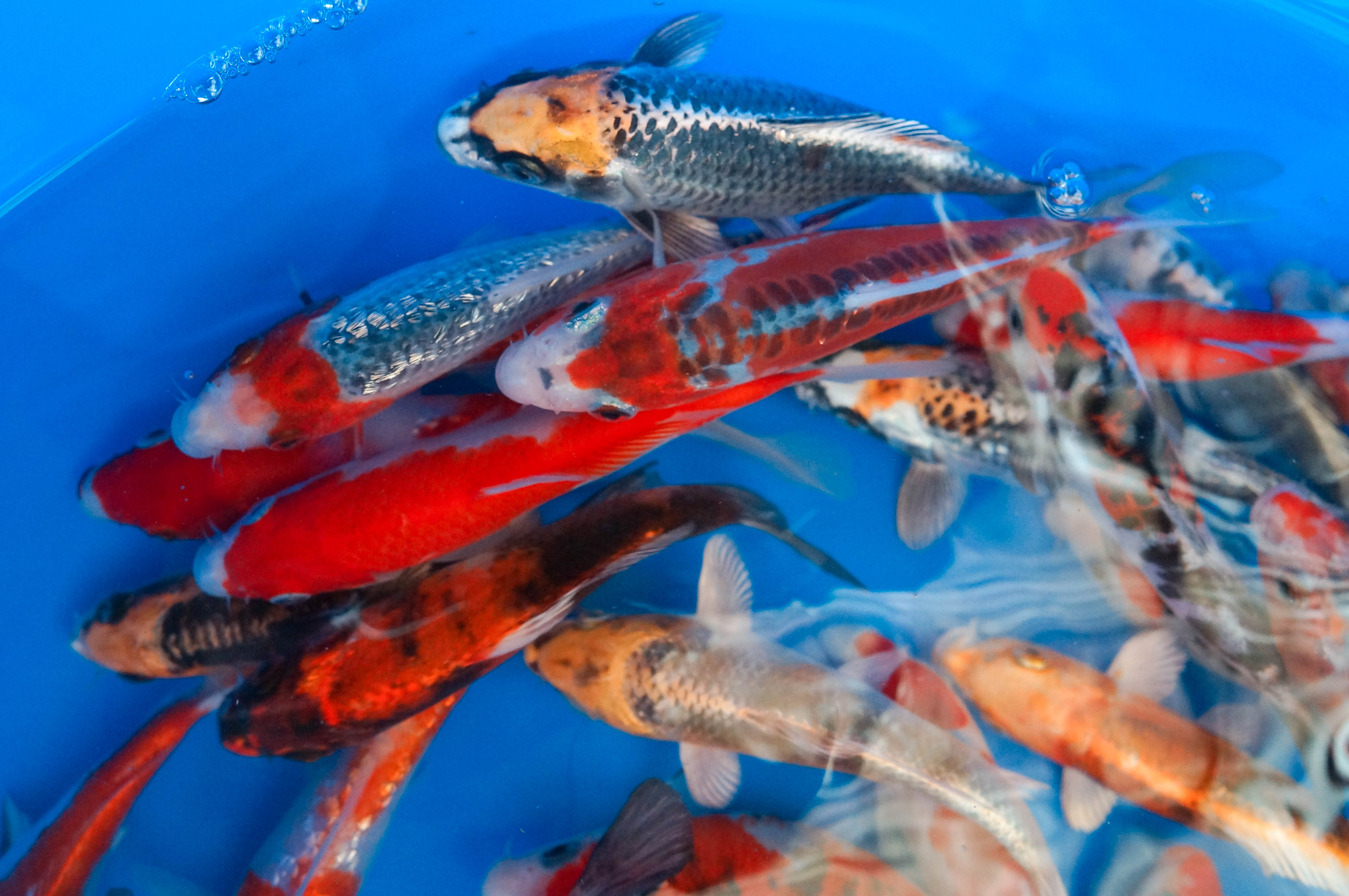 Koi 8-10"