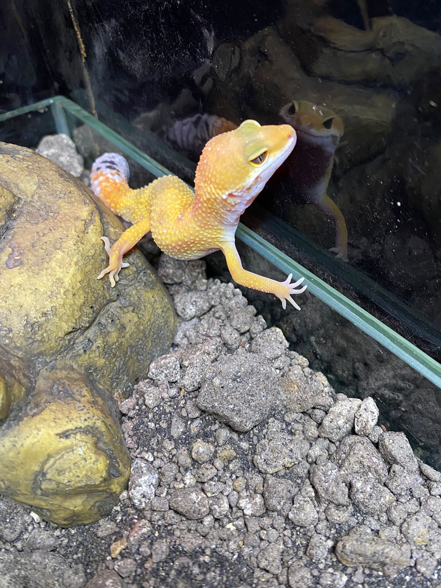 Juvenile Hypo Leopard Gecko