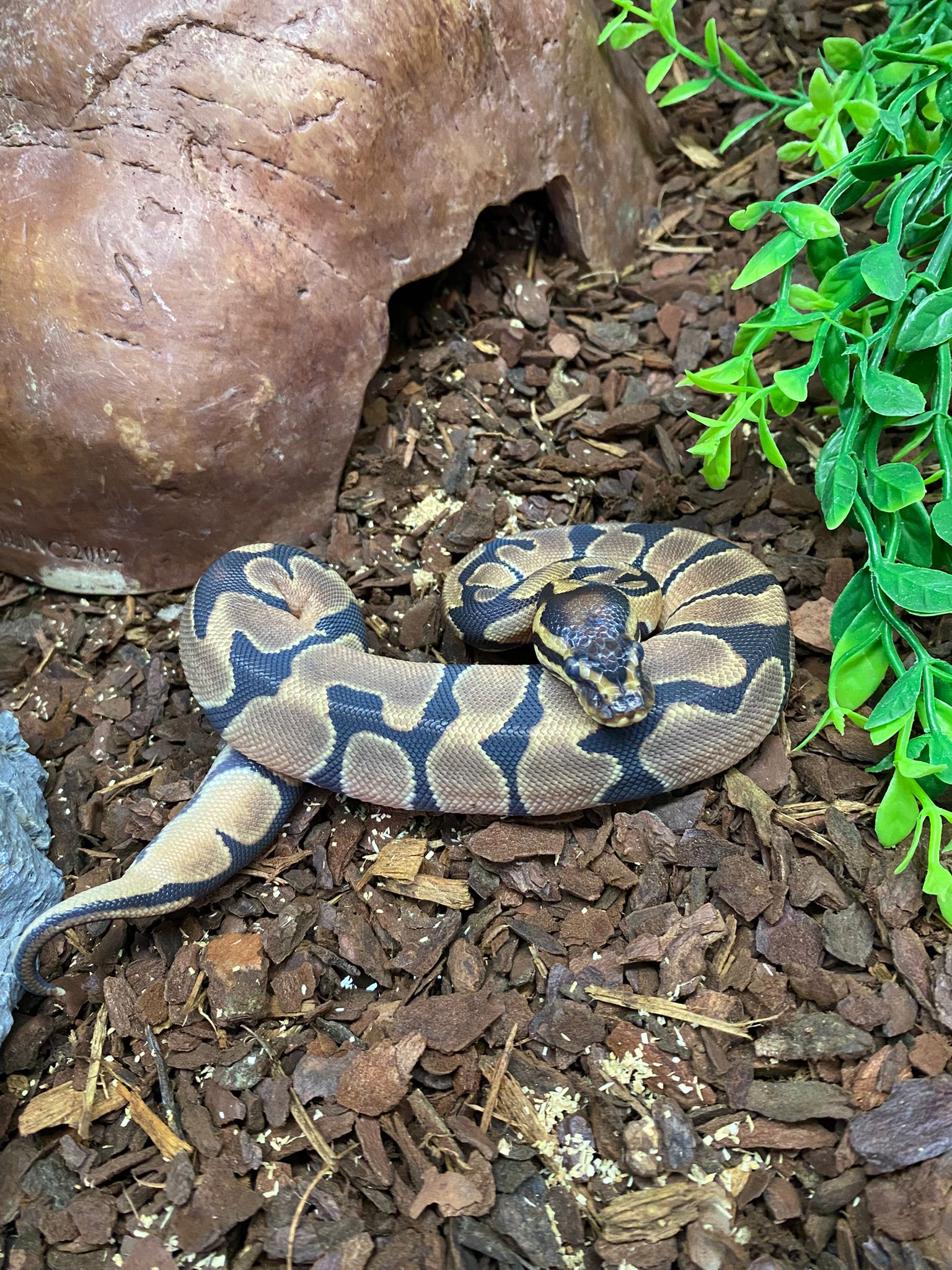 Juvenile Orange Dream Het Hypo Royal Python