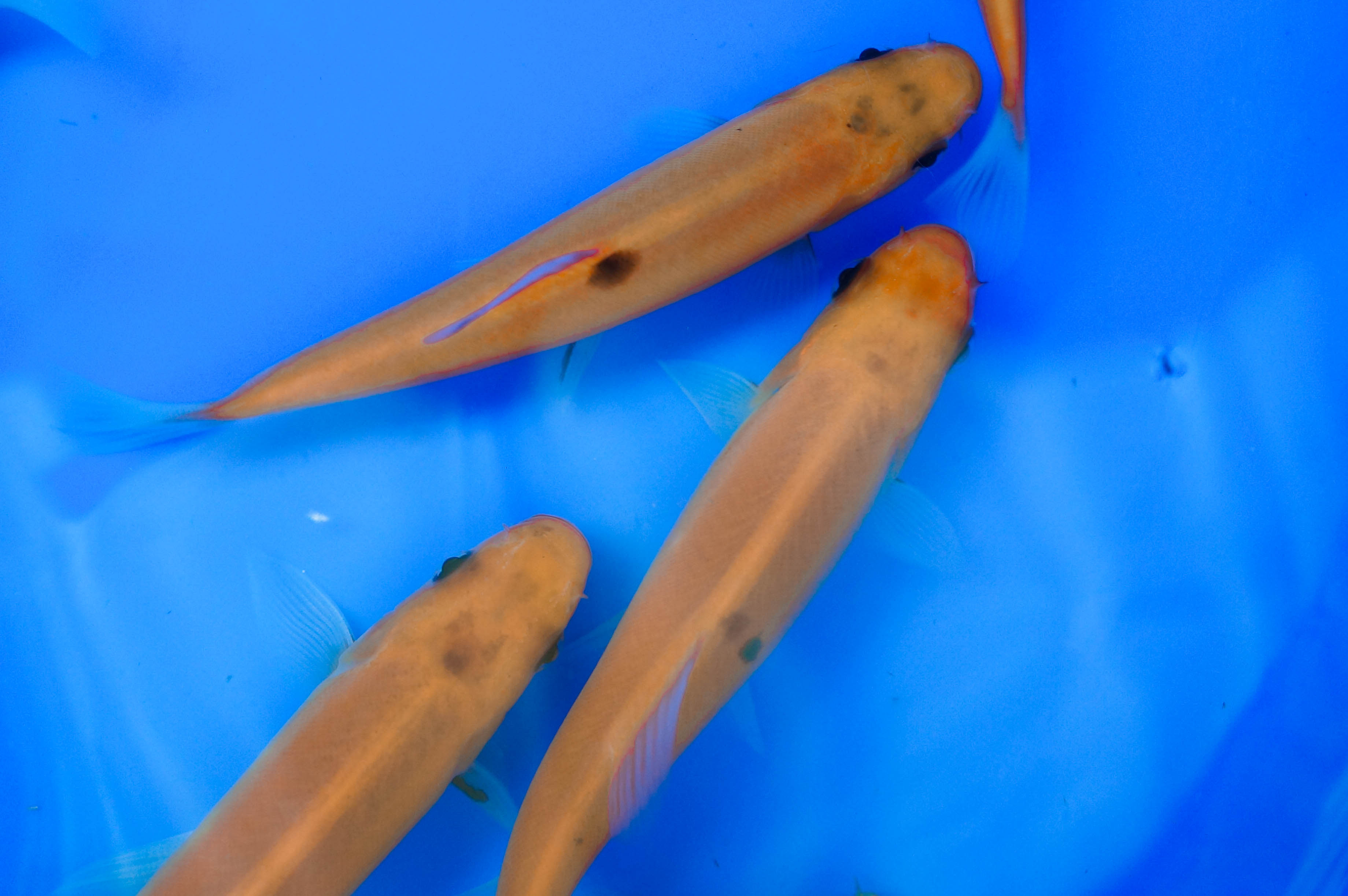 Gold Tench 4-5"