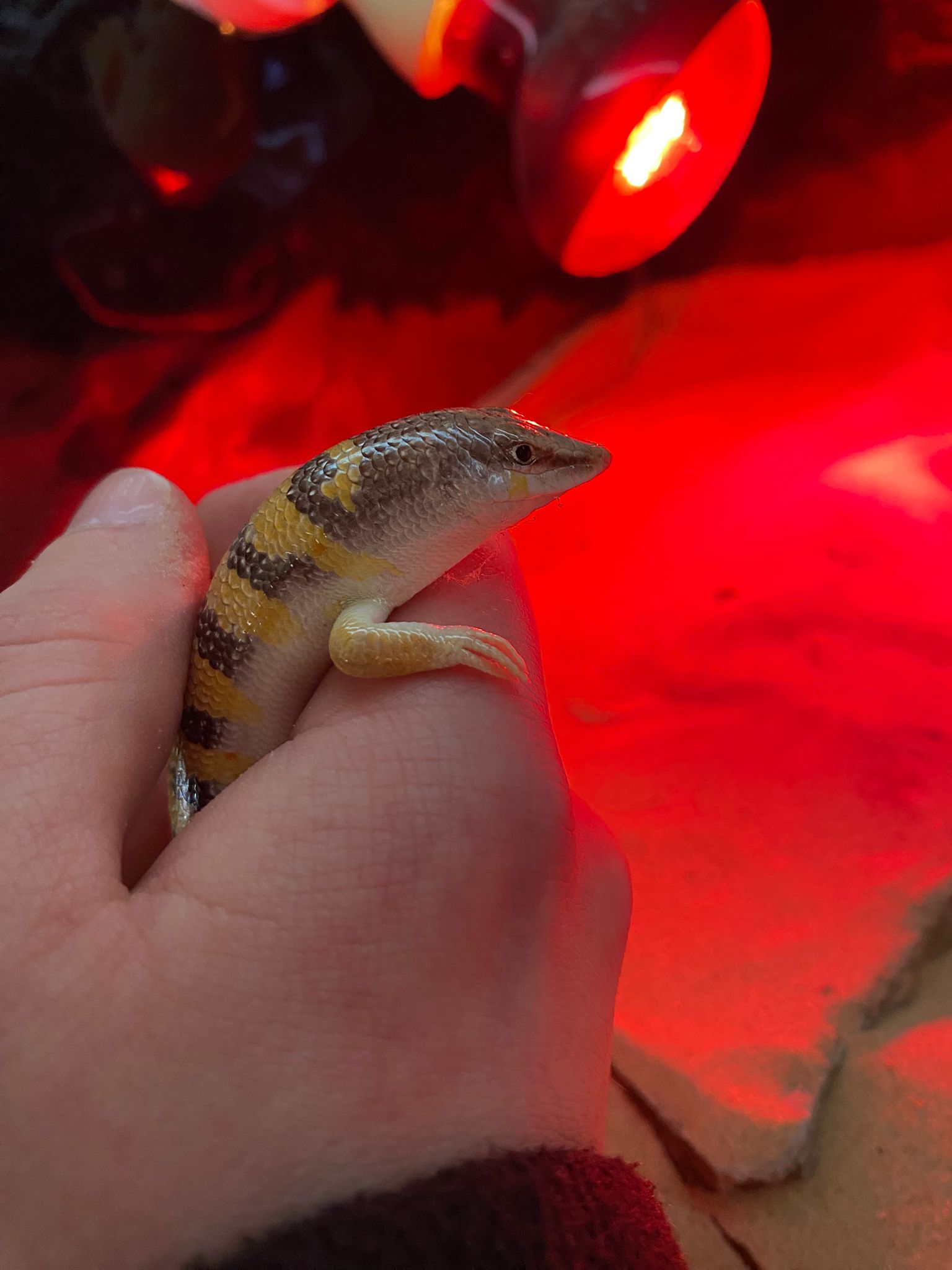 Sub Adult Sandfish Skink