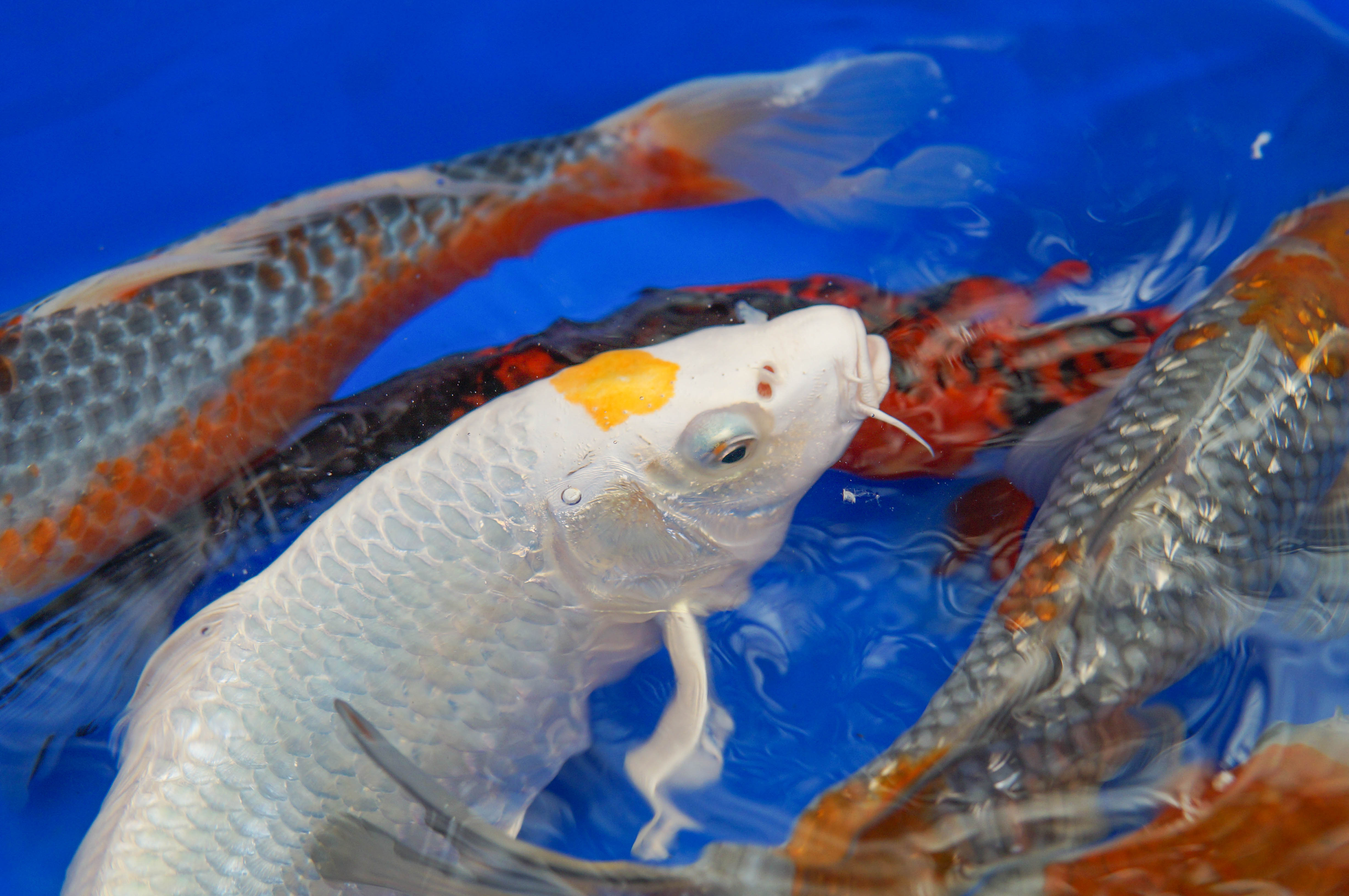Koi High Grade 8-10"