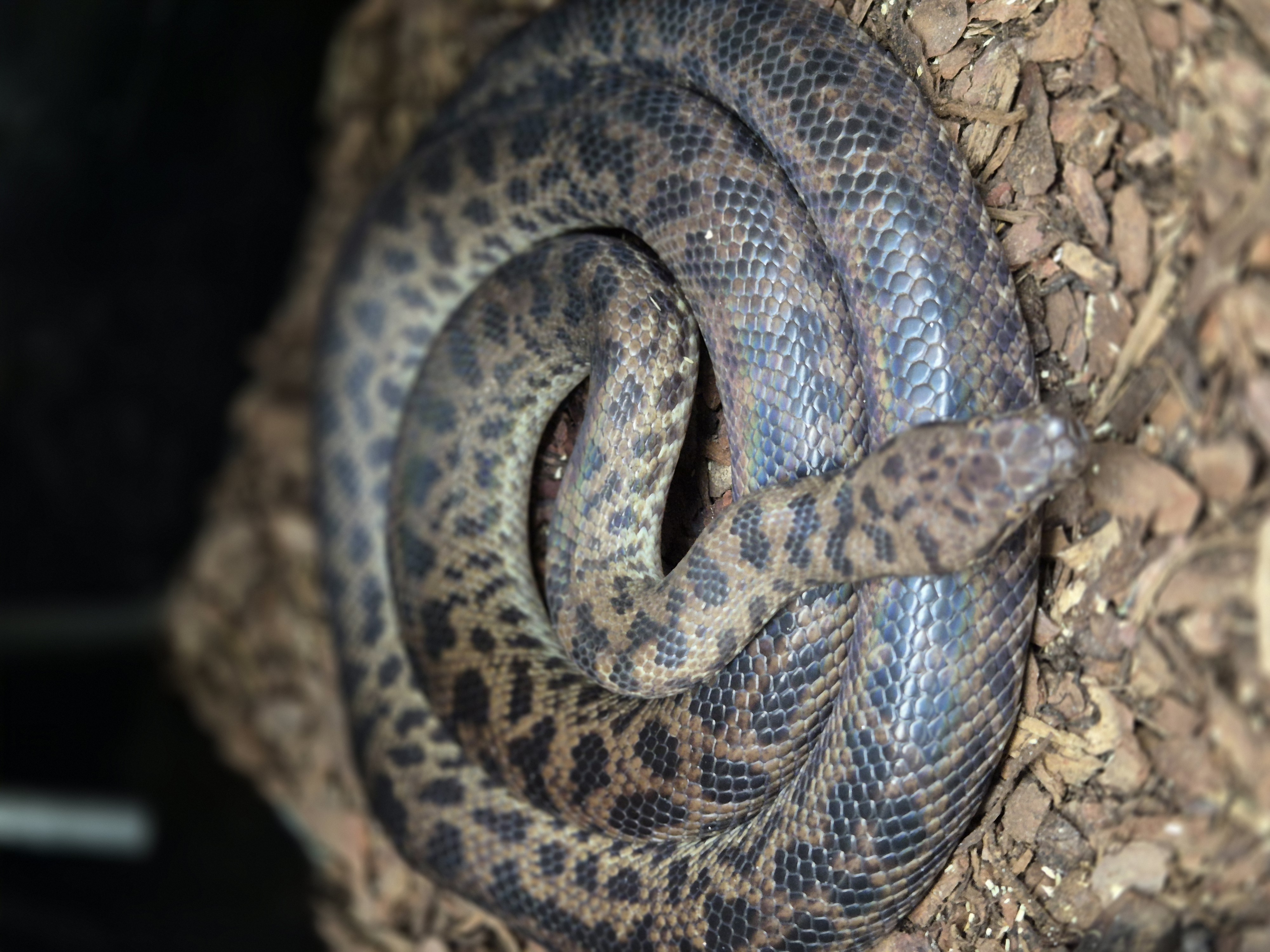 Adult Spotted Python