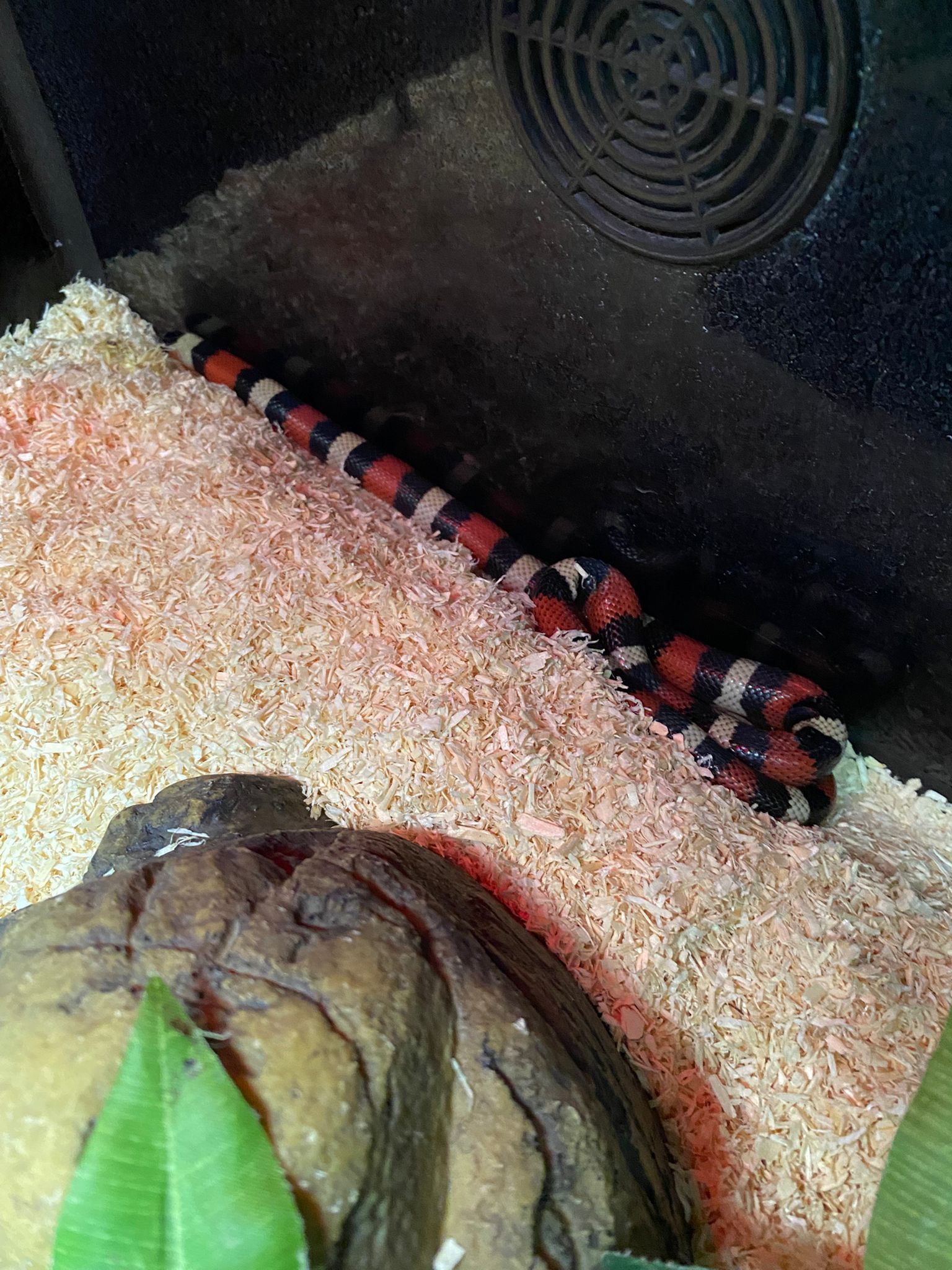 Juvenile Pueblan Milk Snake