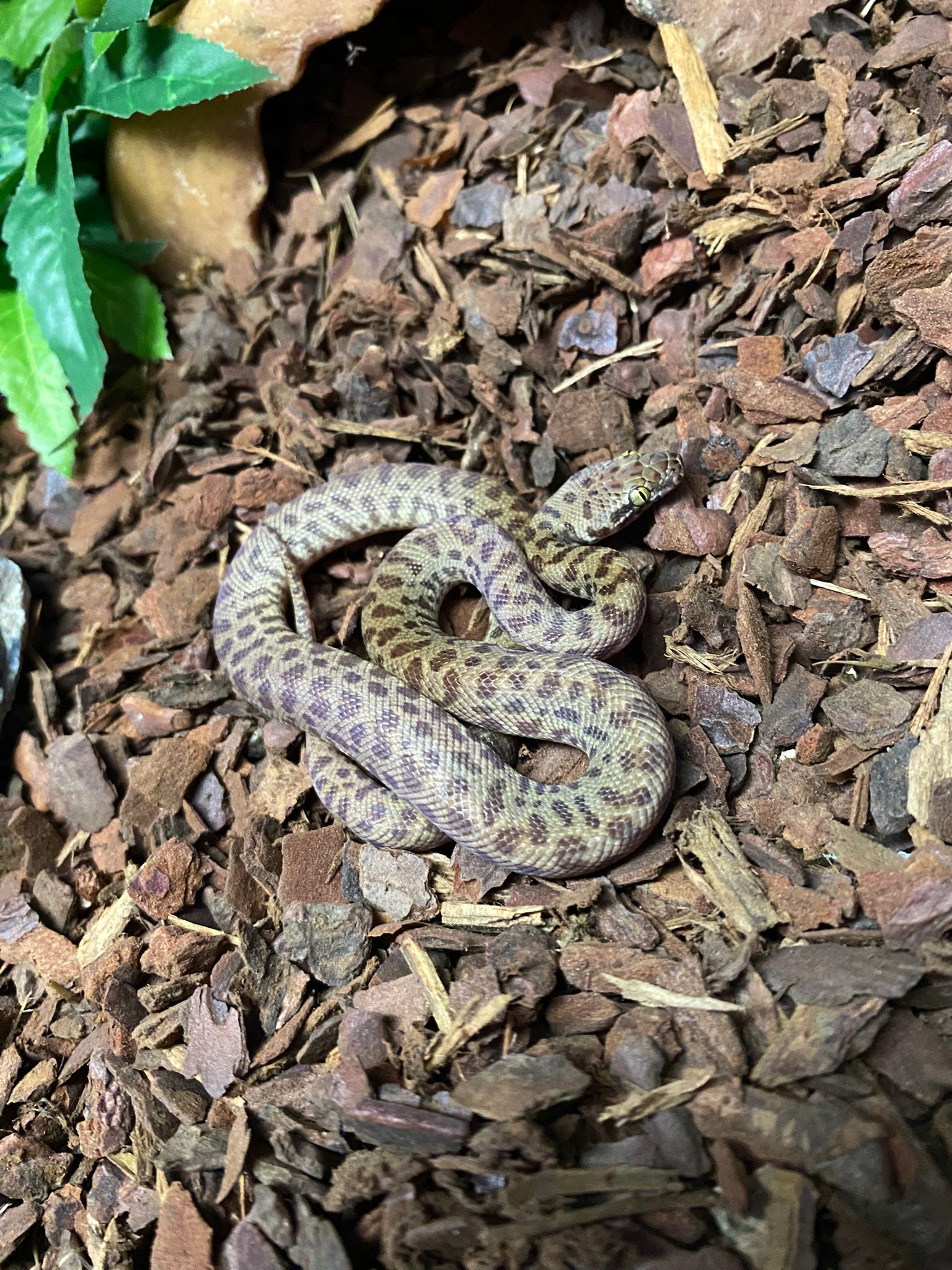 Hatchling Normal Children's Python