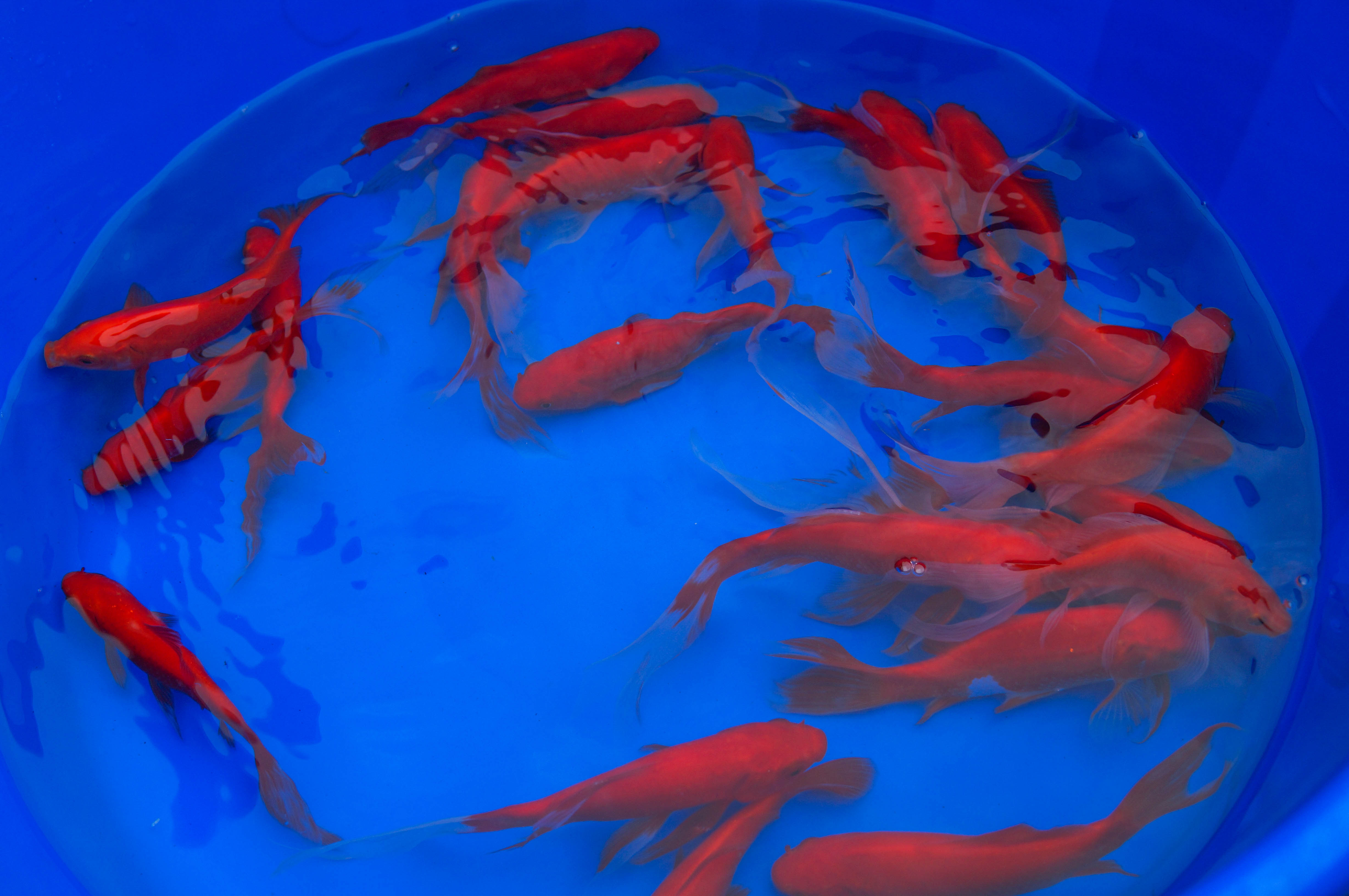 Red Comet Goldfish 2-3"