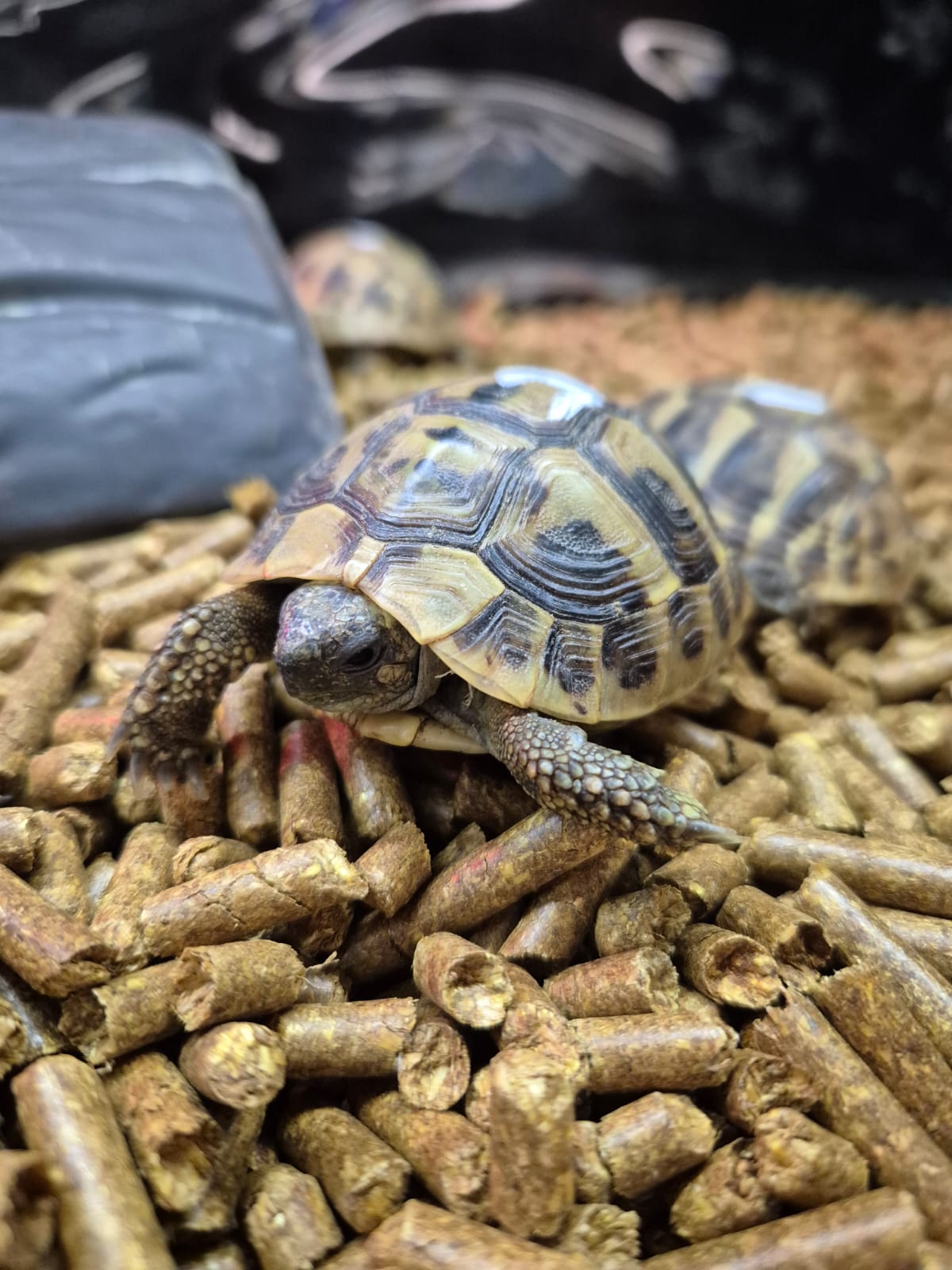 Juvenile Hermann's Tortoise Microchipped