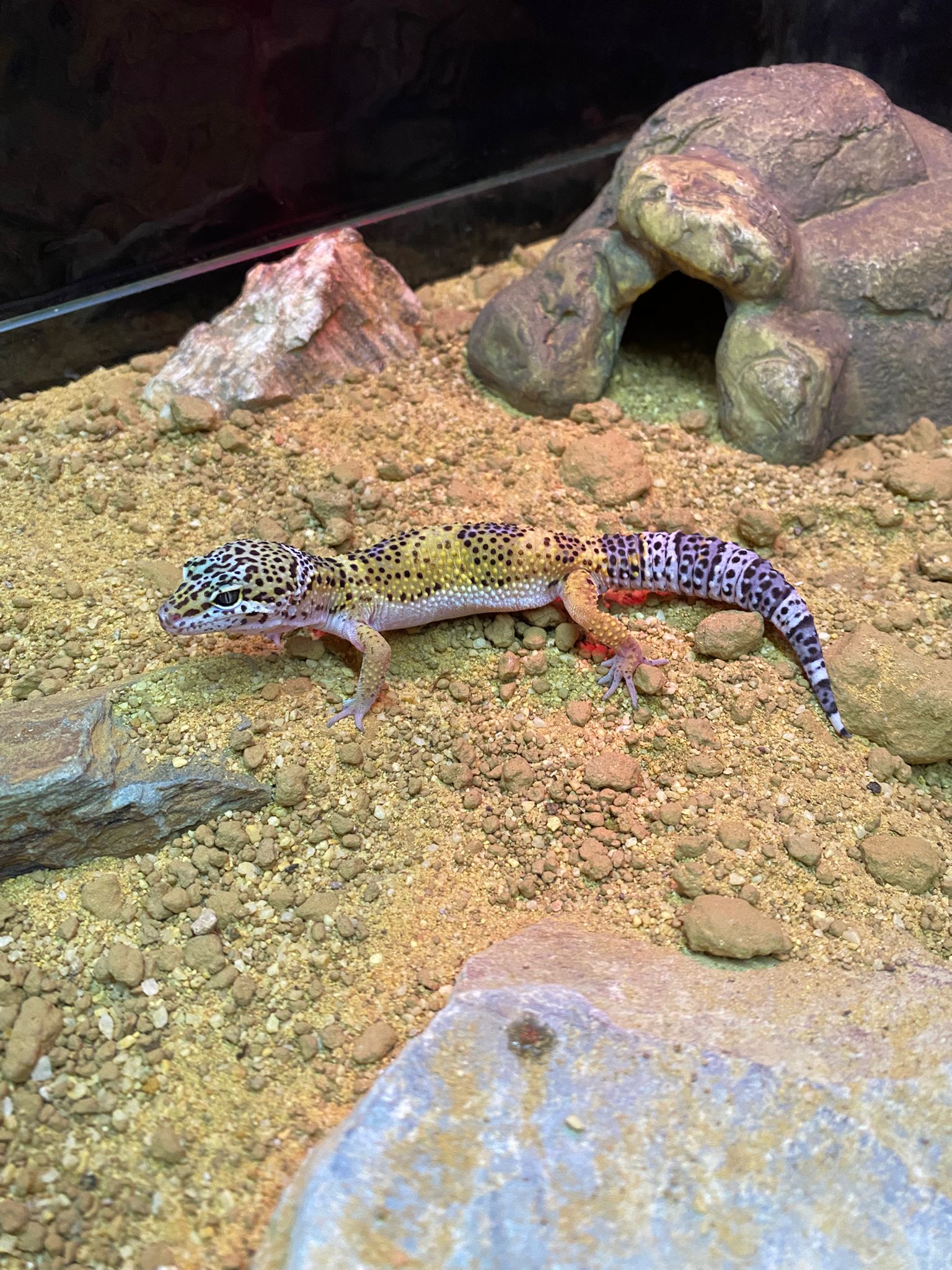 Juvenile Normal Leopard Gecko