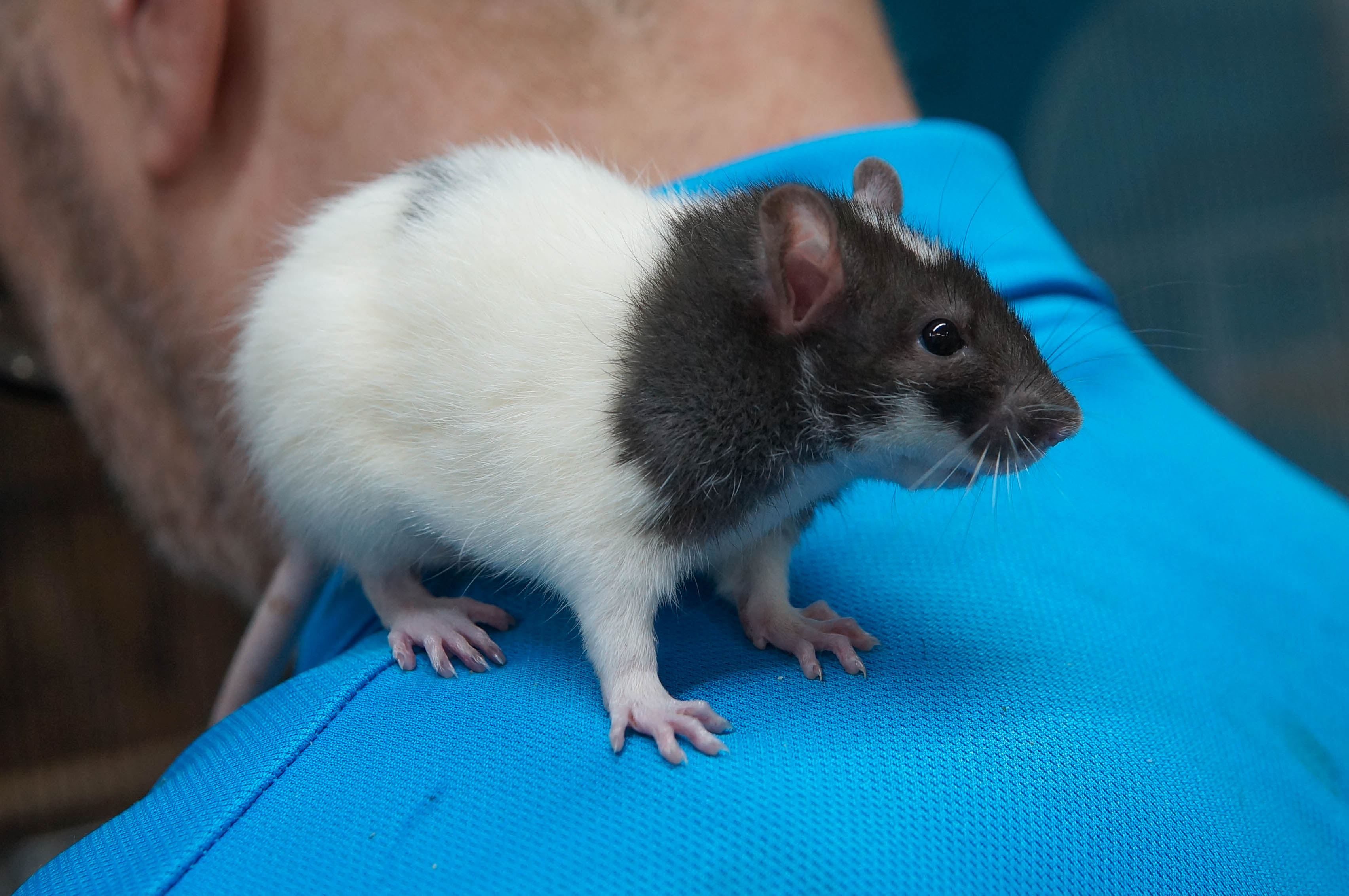 Fancy Rat | Standard (Female)