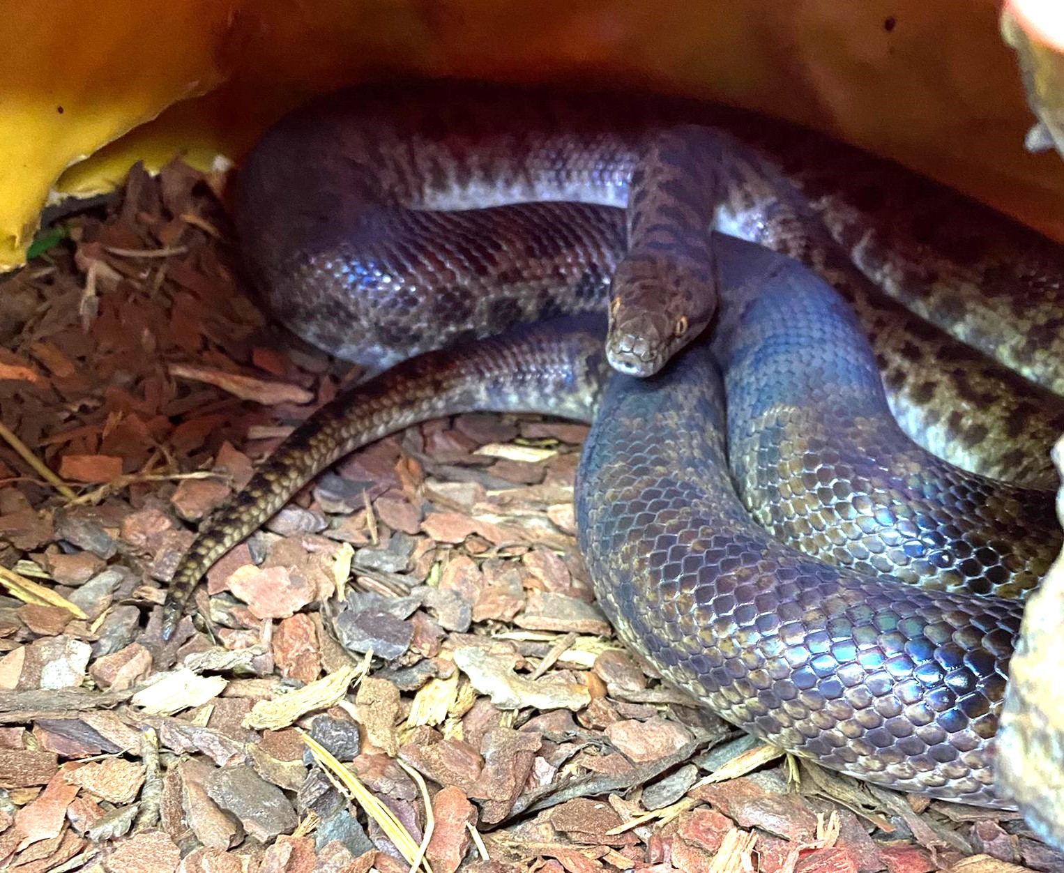 Adult Spotted Python