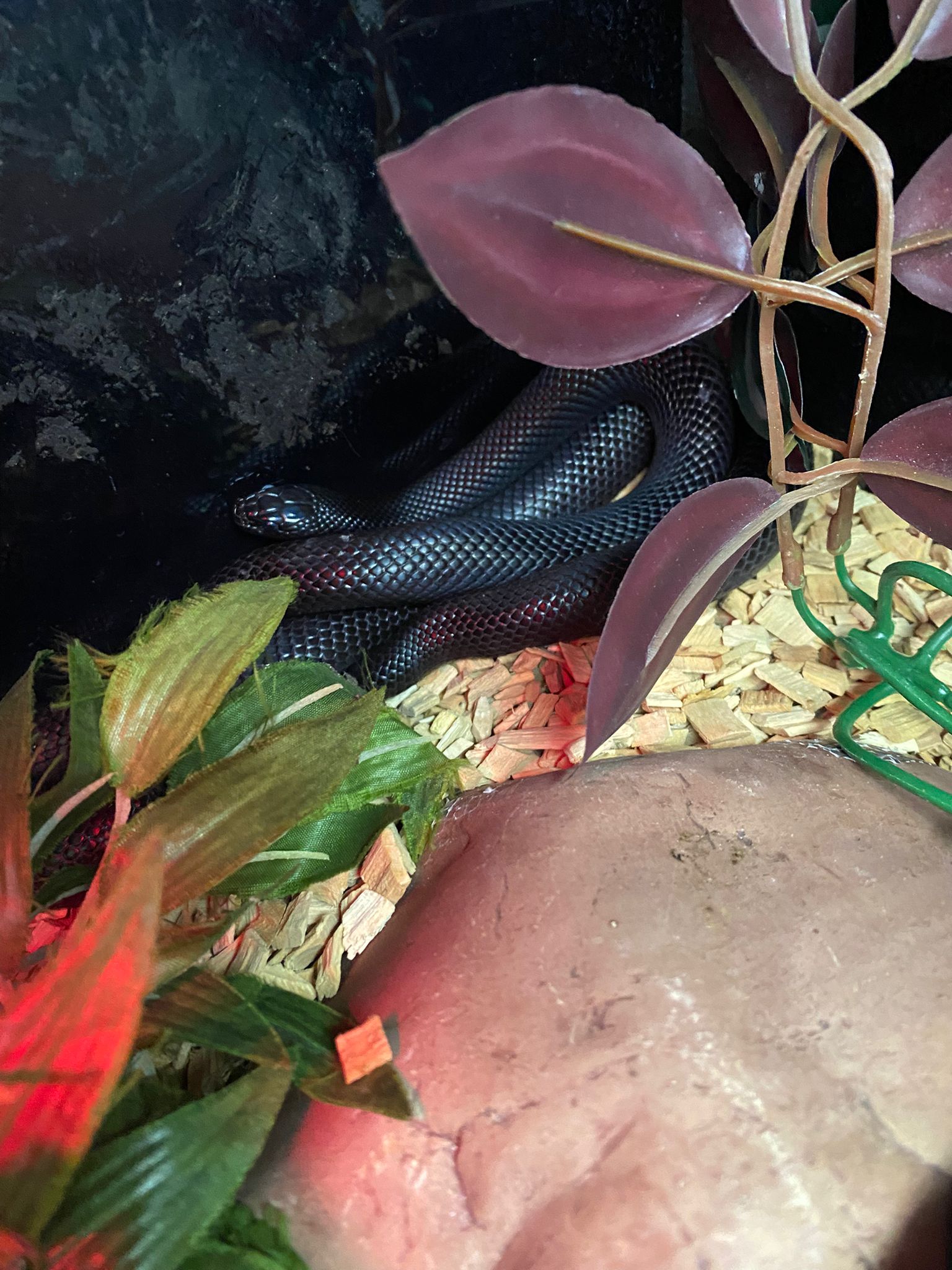 Juvenile Mexican Black Kingsnake