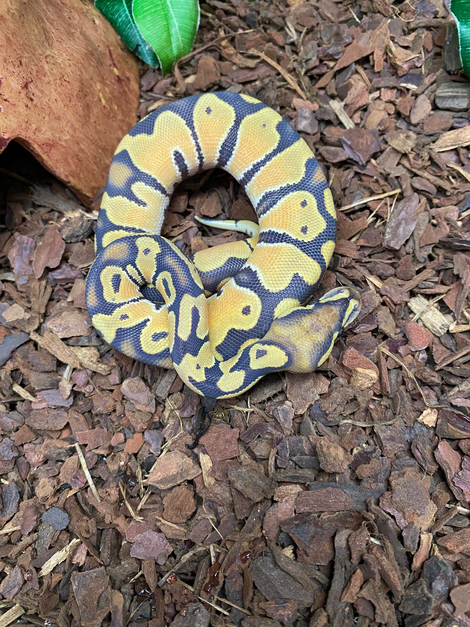 Juvenile Orange Dream Hypo Royal Python