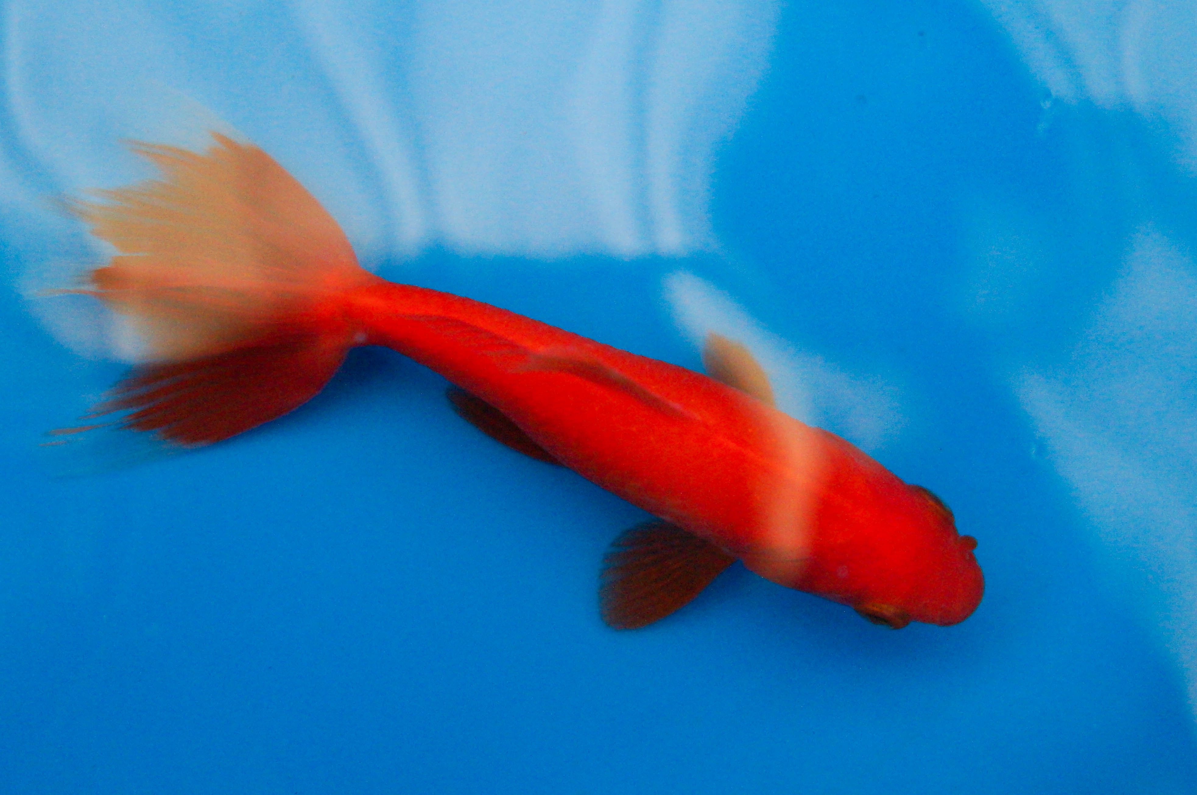 Wakin Goldfish 5"