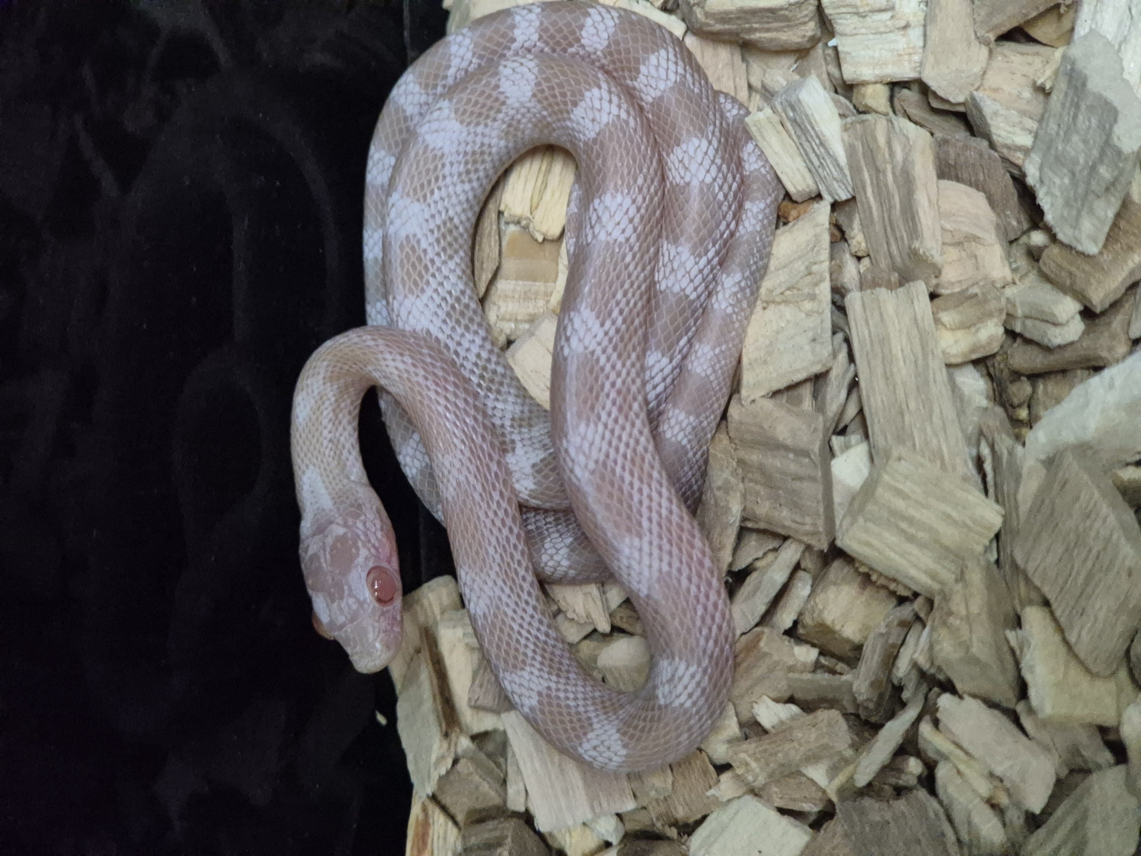 Hatchling Peppermint Corn Snake