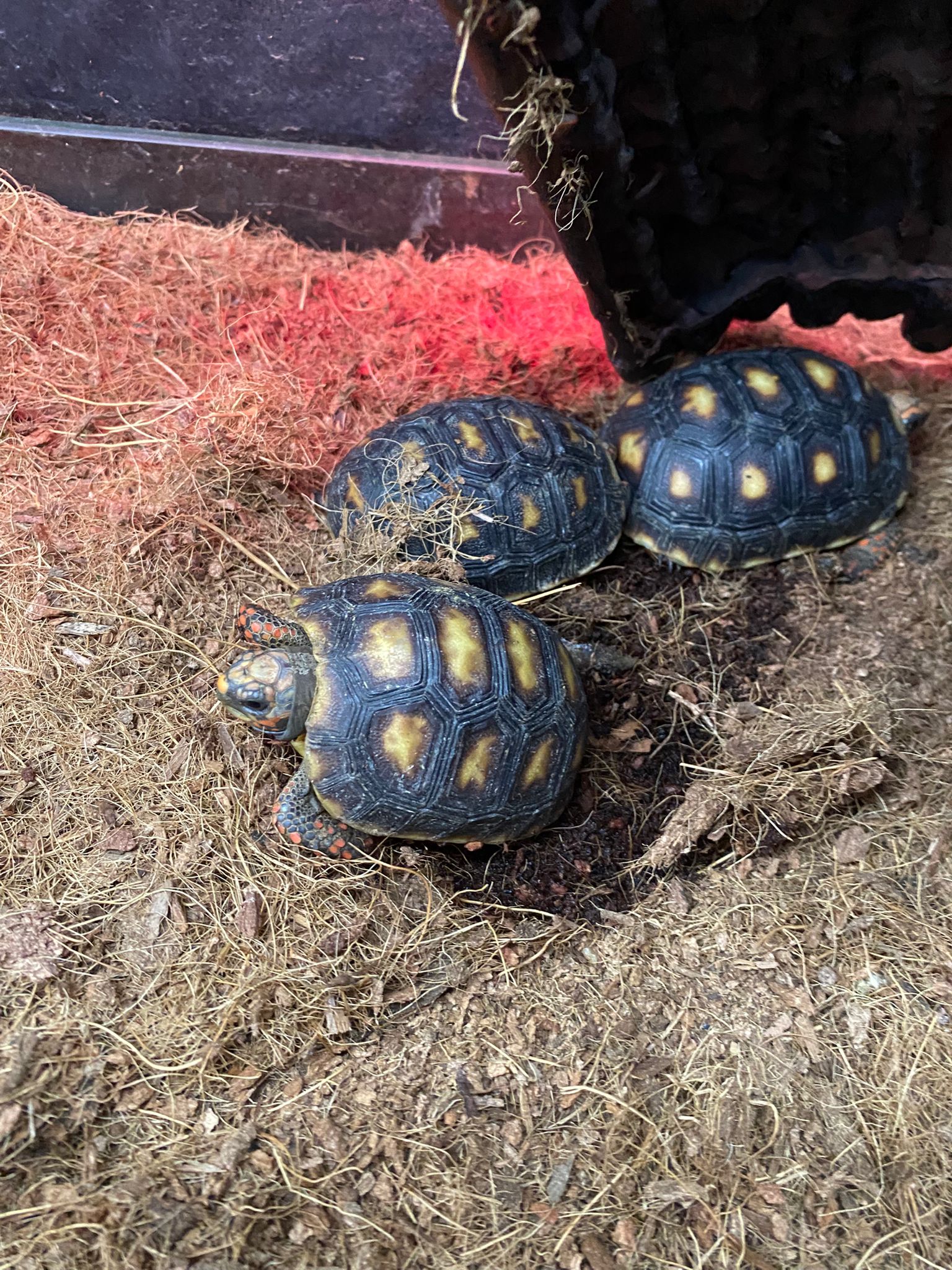 Juvenile Red Foot Tortoise