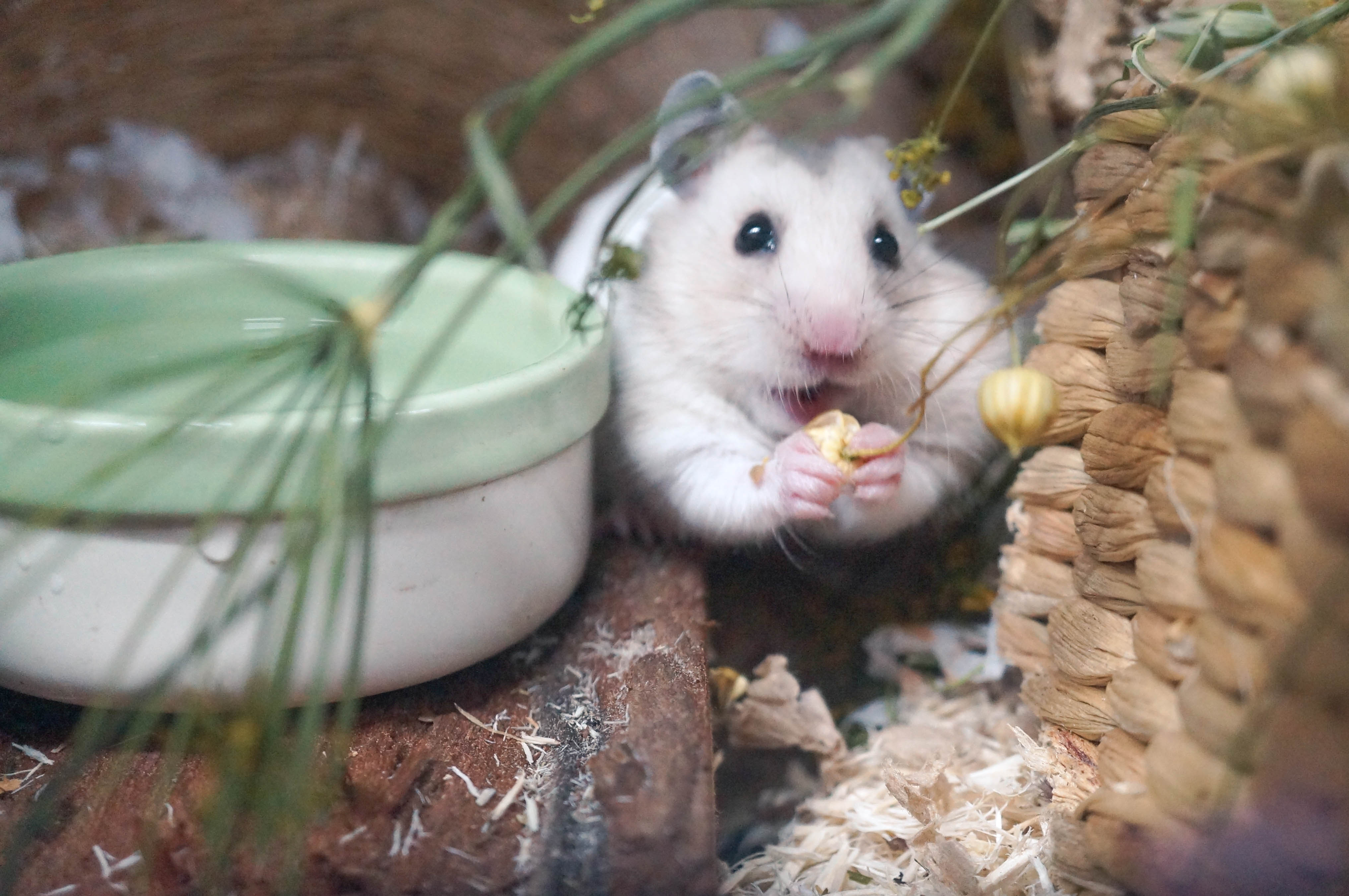 Syrian Hamster (Female)