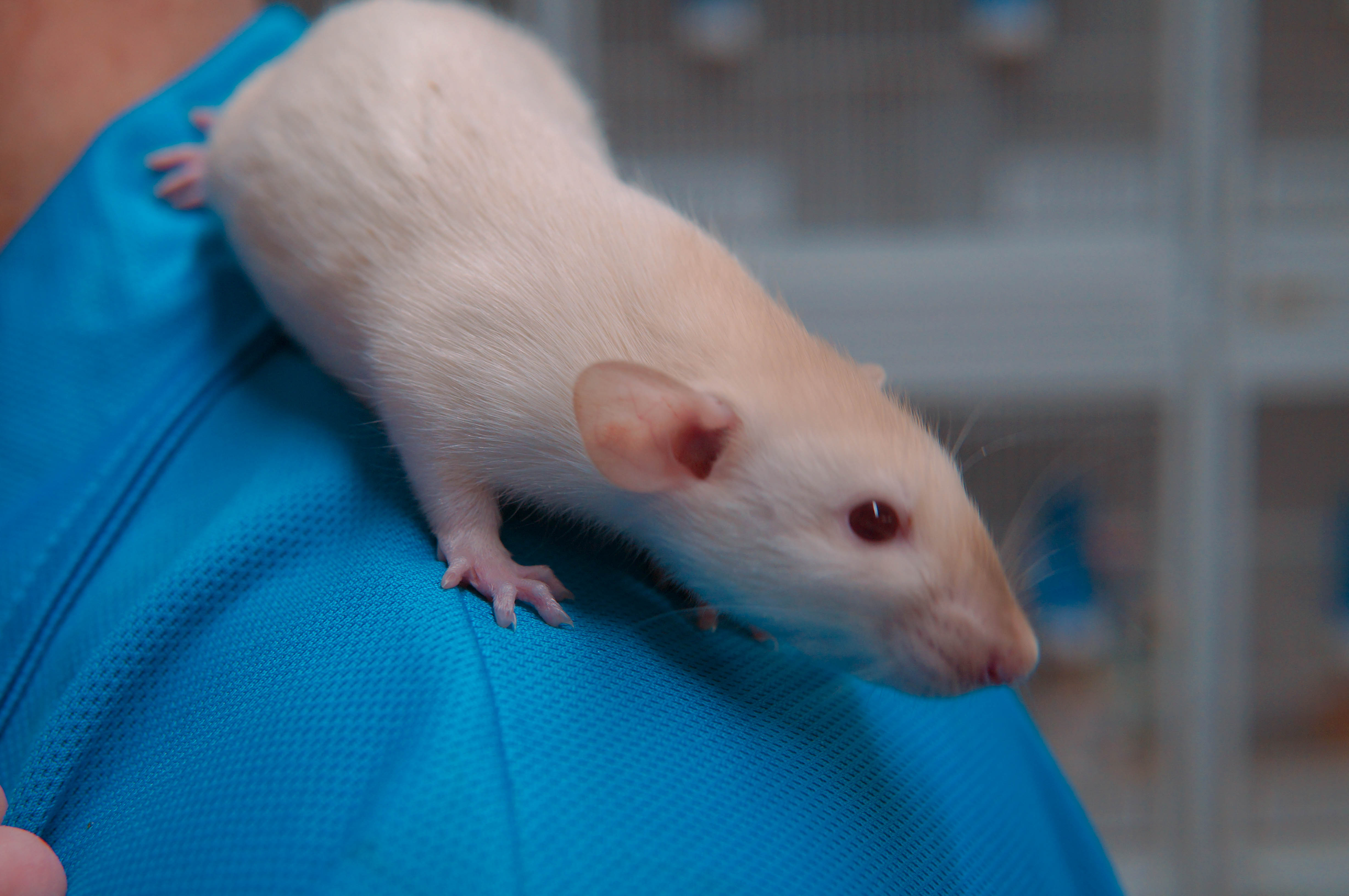 Fancy Rat | Dumbo (Female)