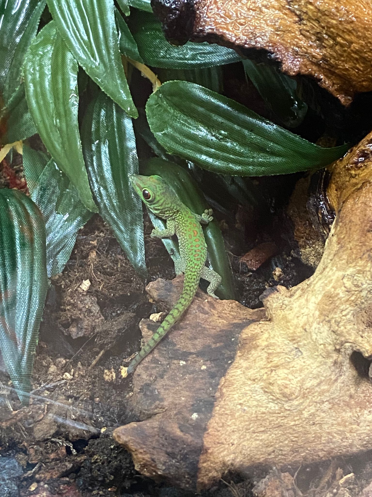 Juvenile Koch's Giant Day Gecko