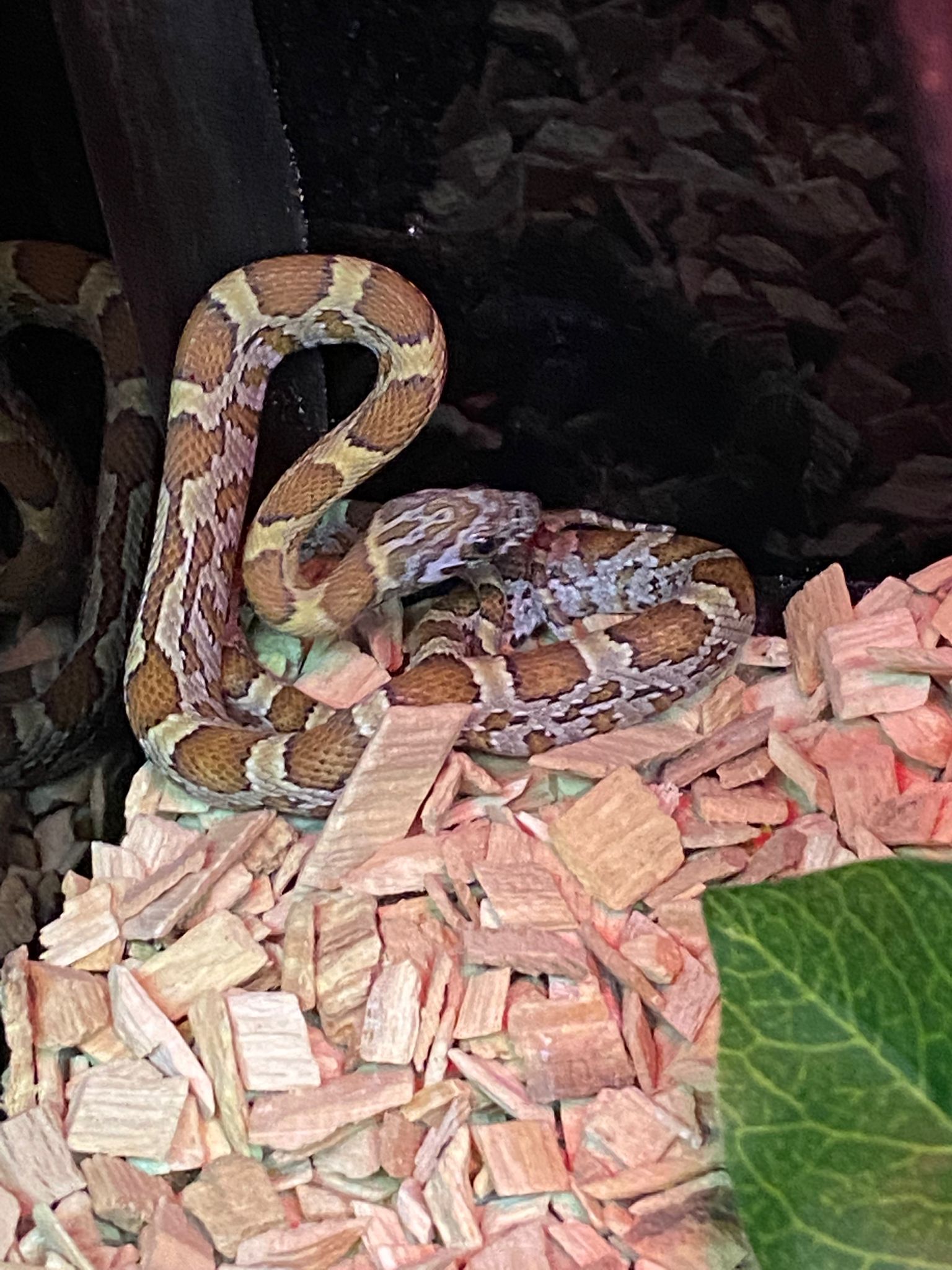 Hatchling Honey Corn Snake