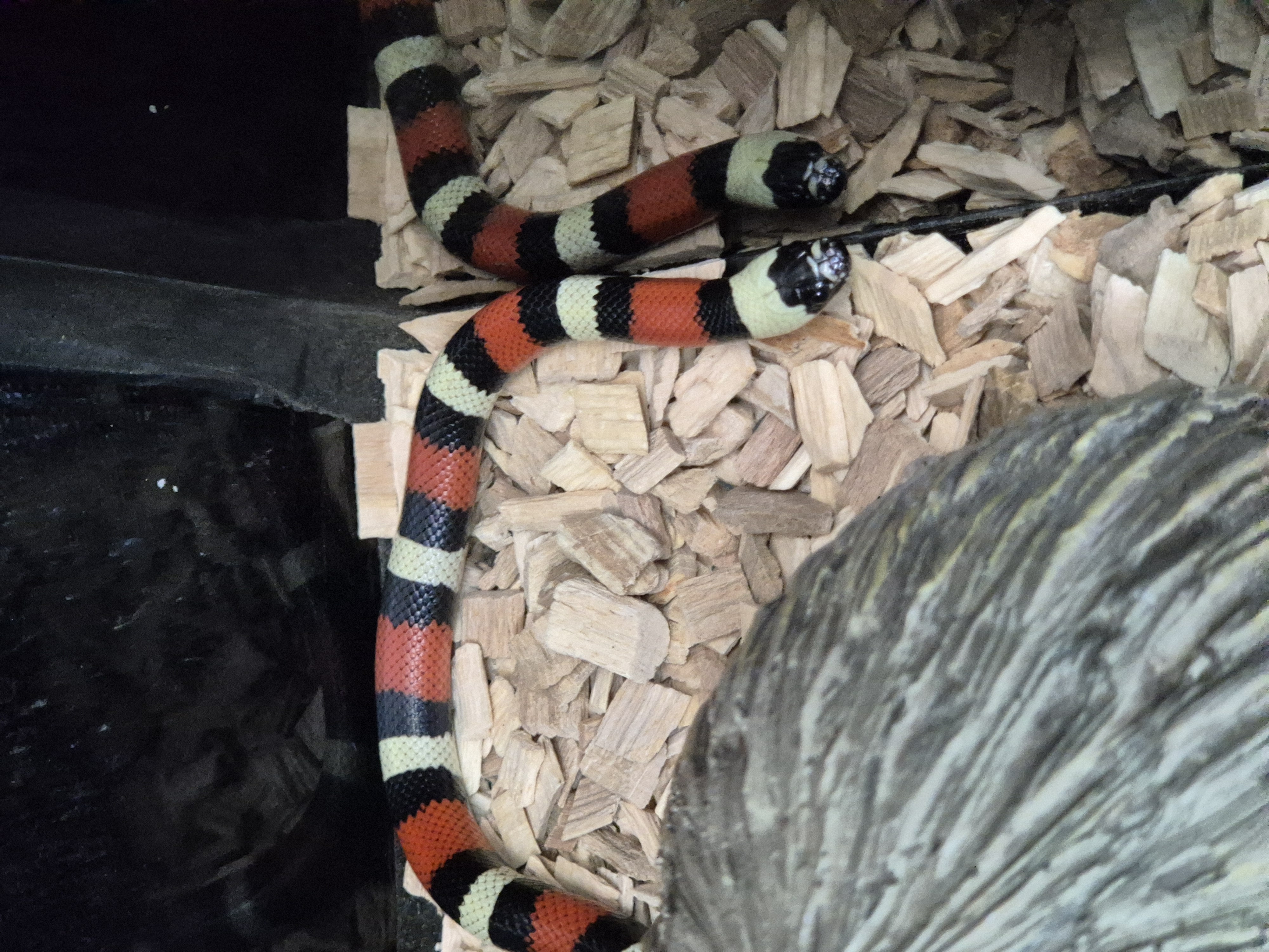 Hatchling Pueblan Milk Snake