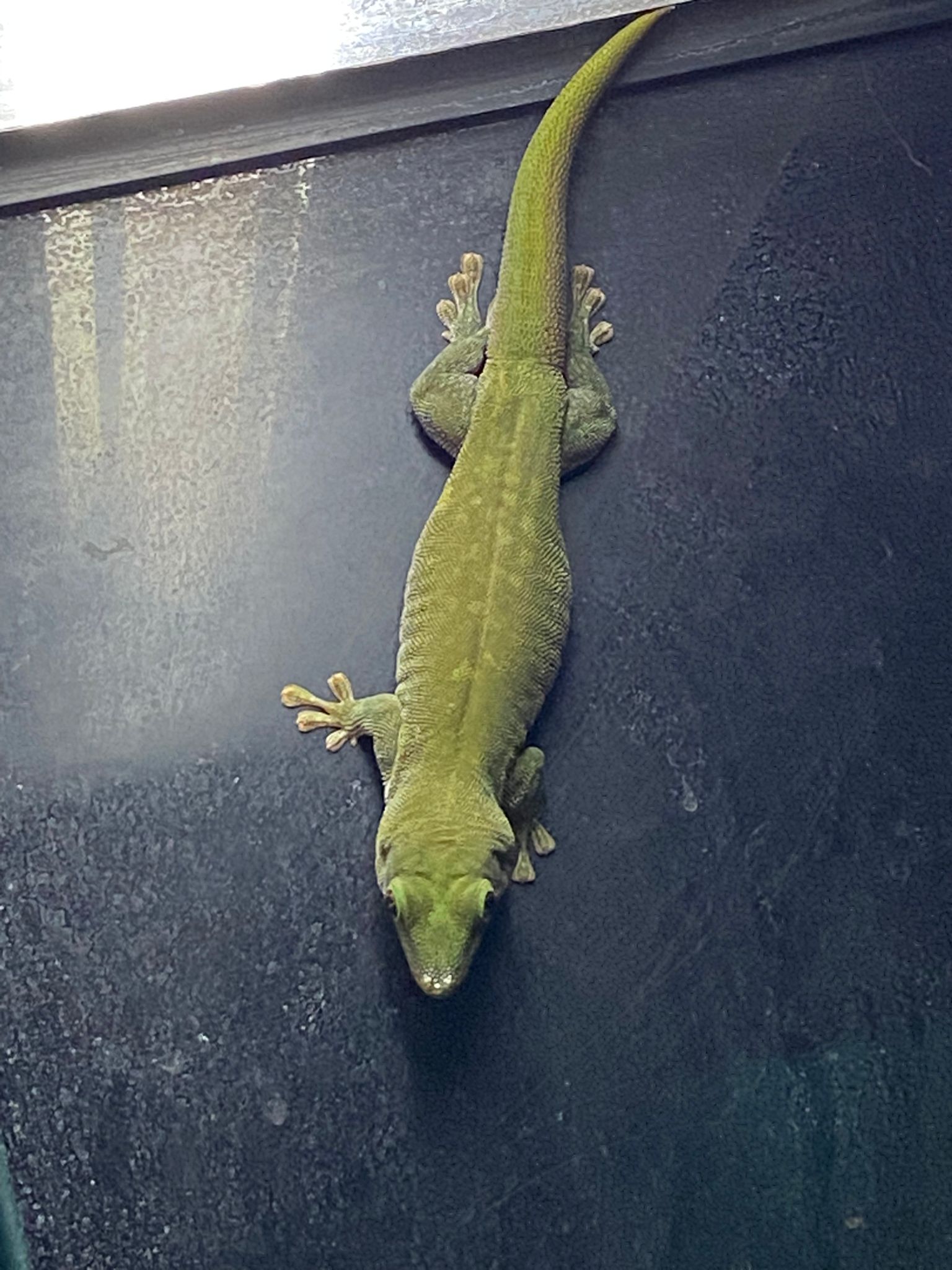 Adult Koch's Giant Day Gecko