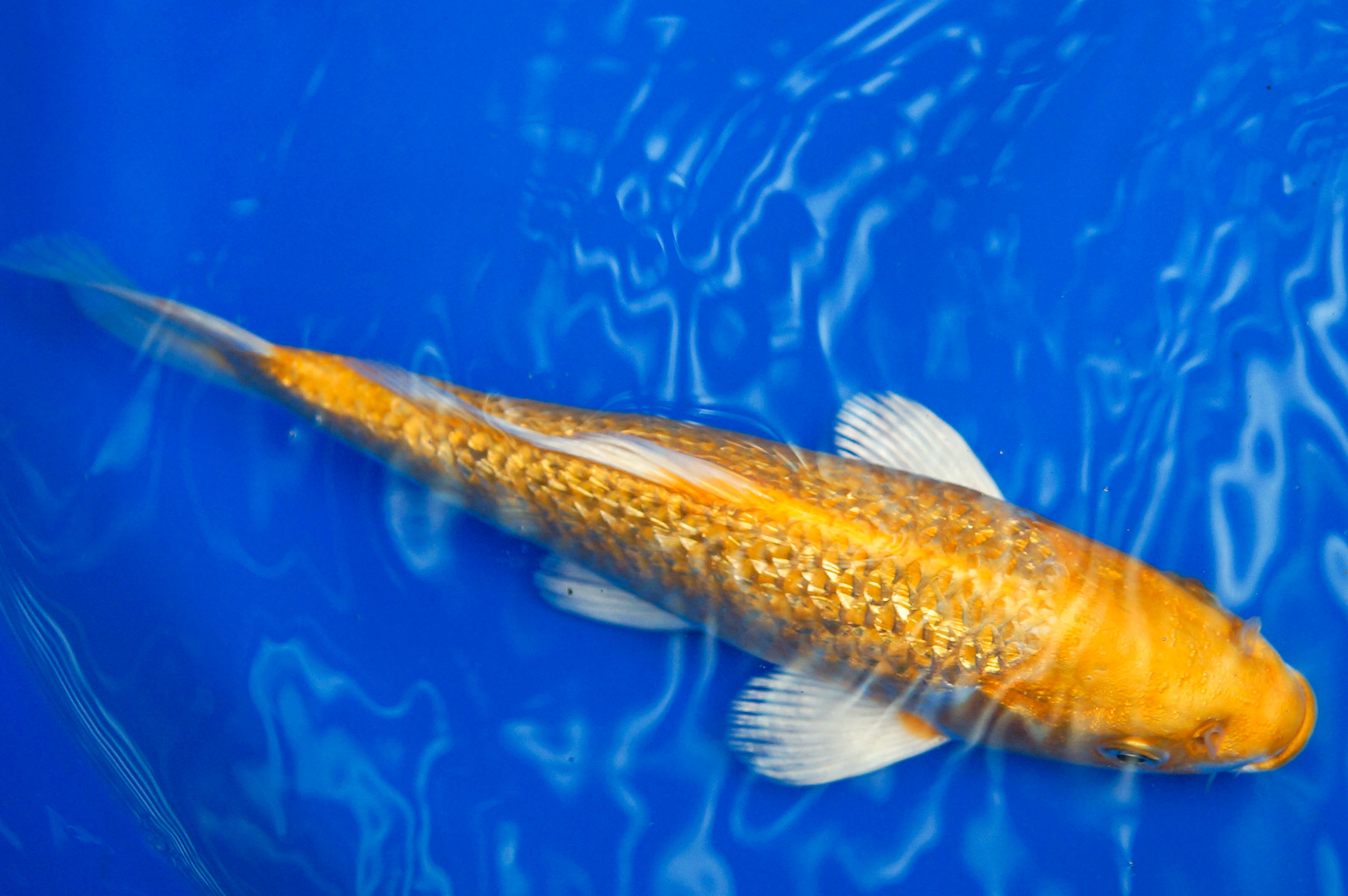 English Koi 8-10" Ogon