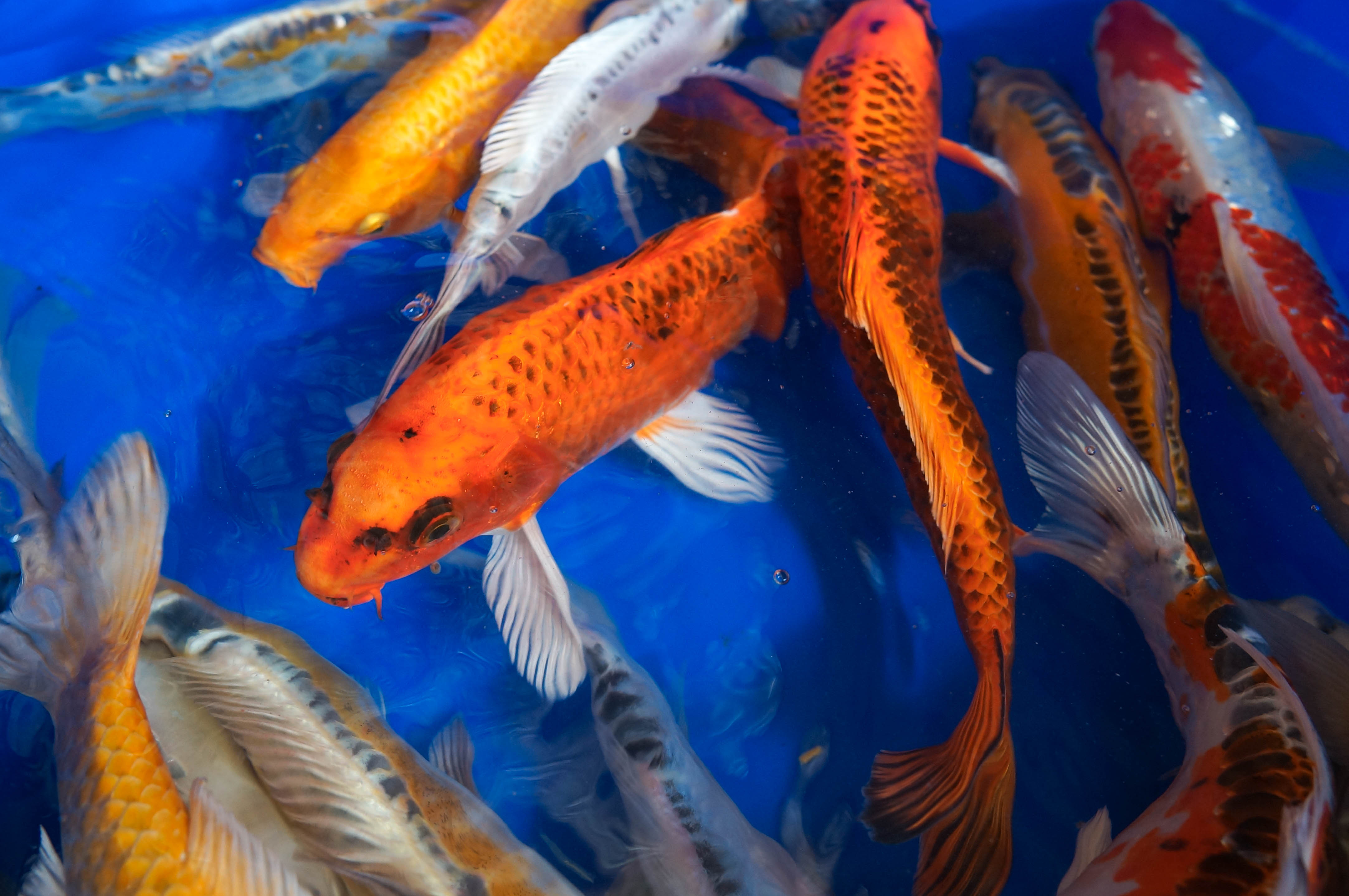 Koi 6-7"