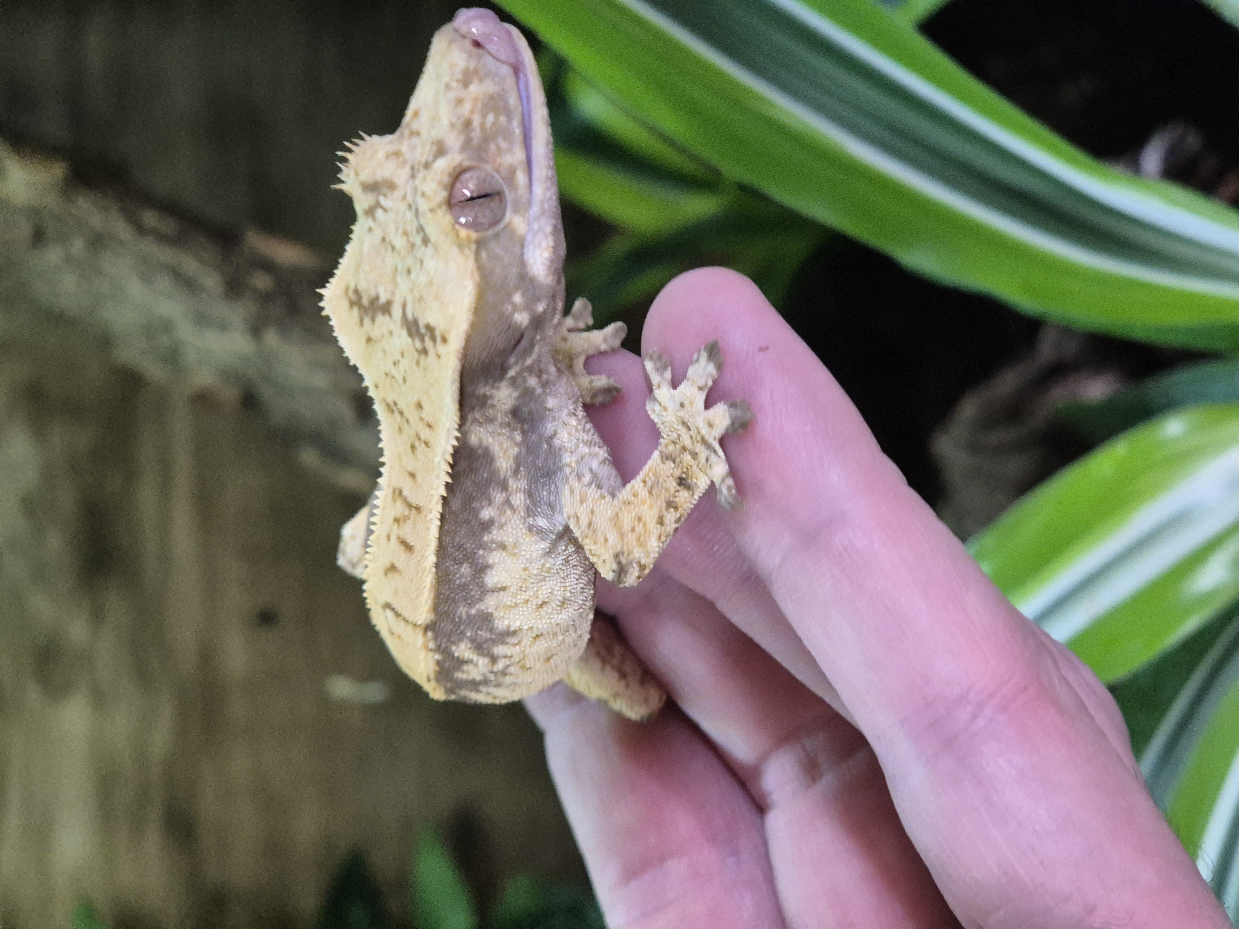 Juvenile Harlequin Crested Gecko