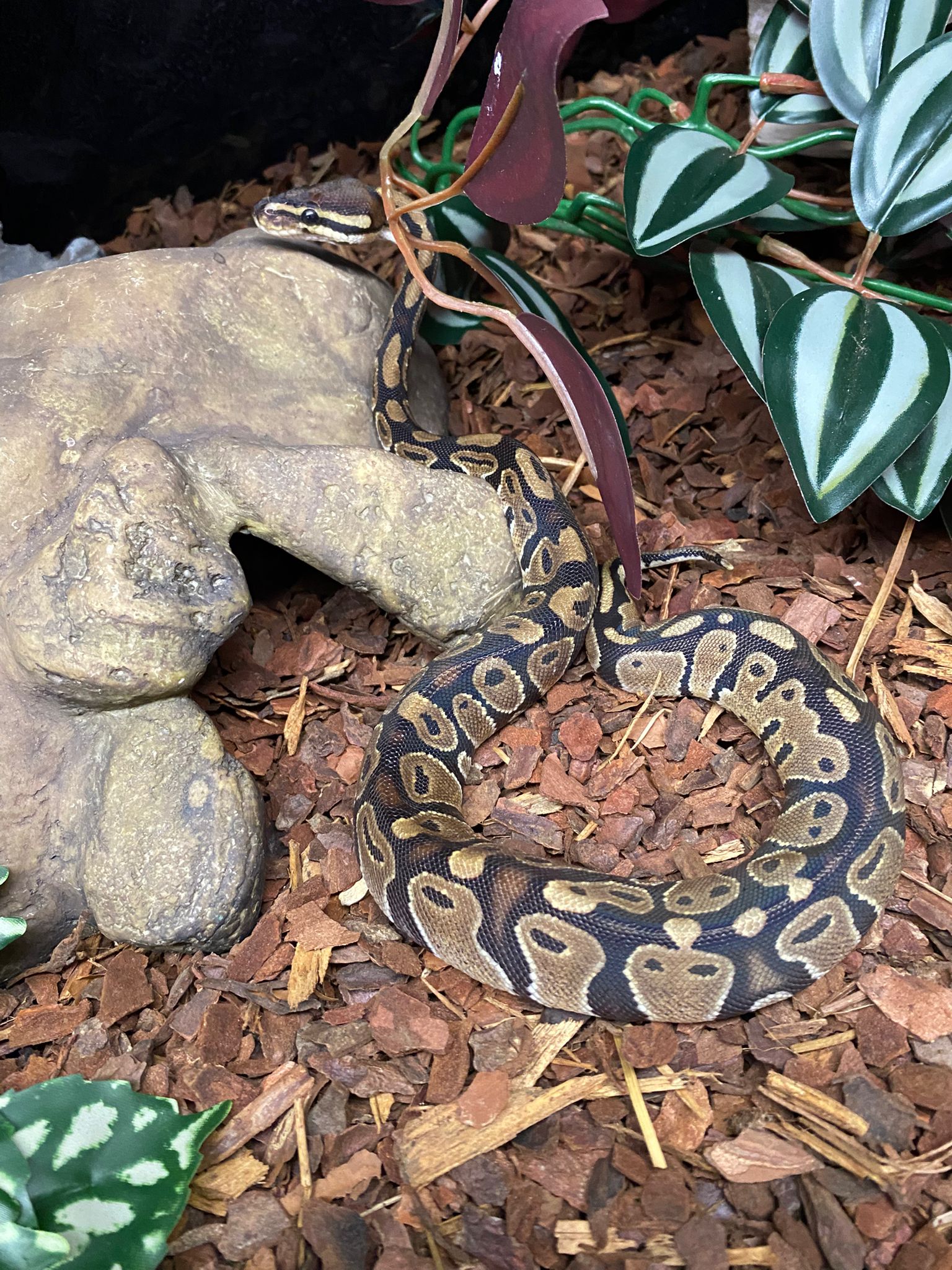 Juvenile Normal Royal Python