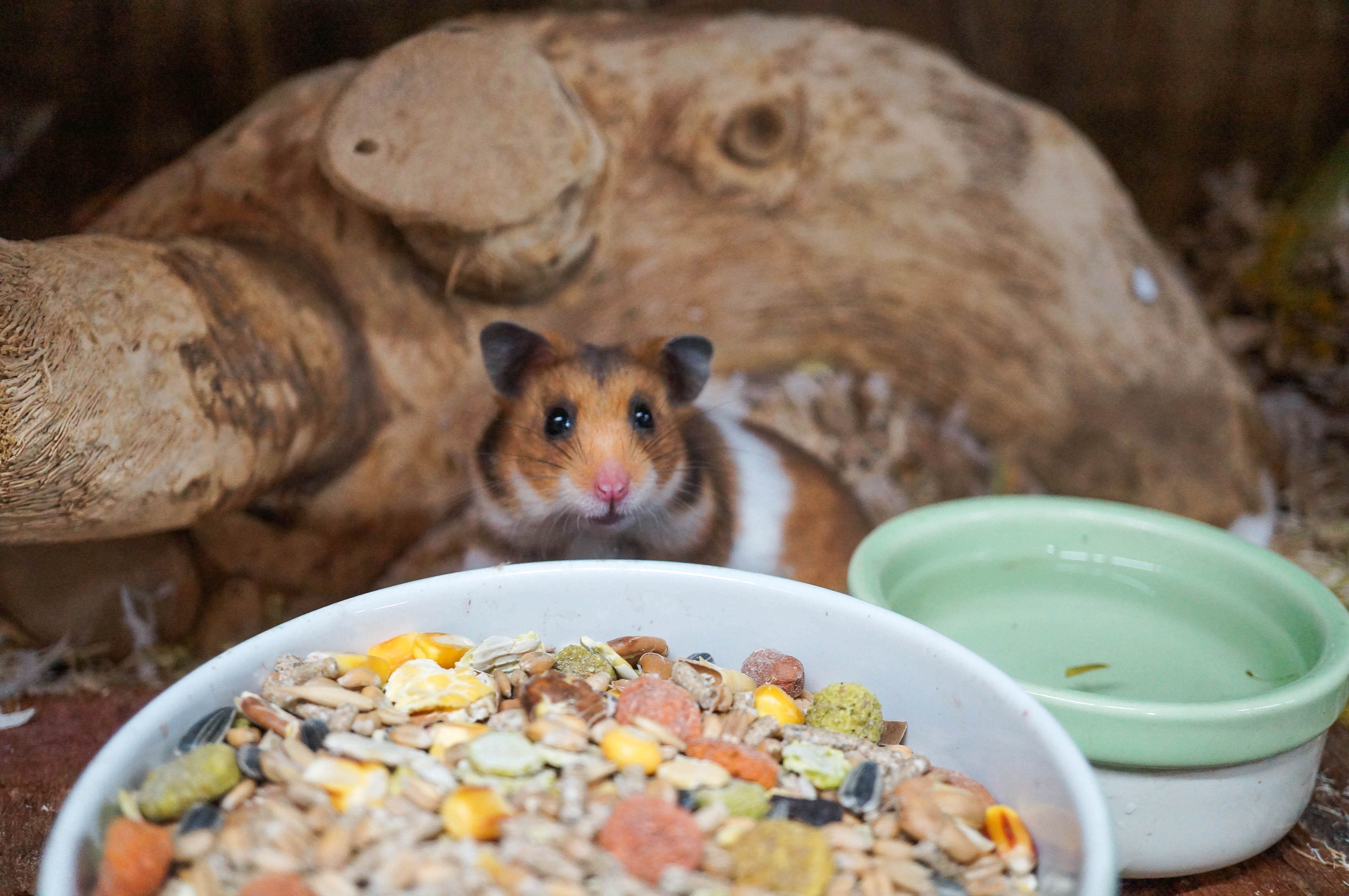 Syrian Hamster (Male)