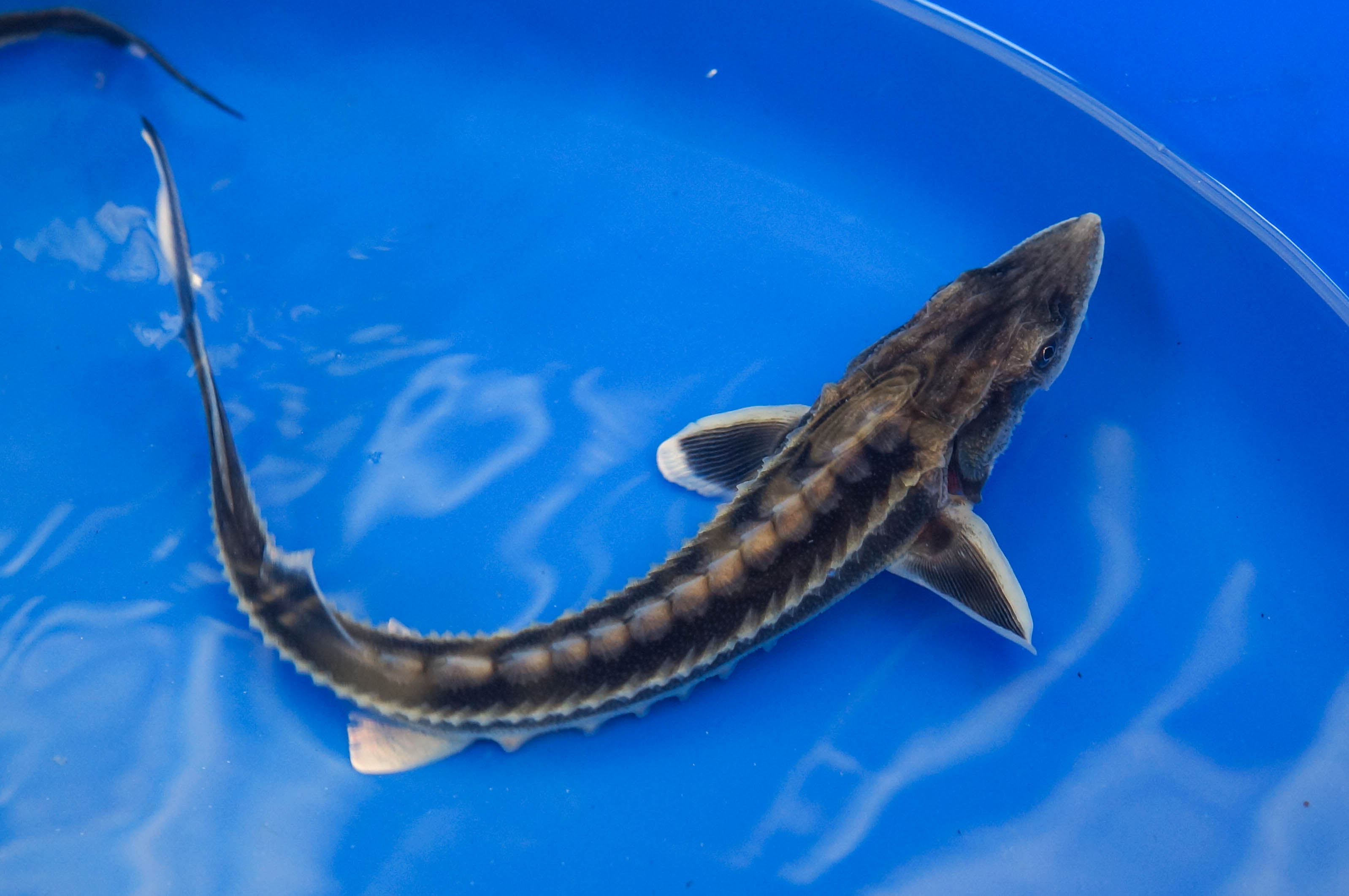 Diamond Sturgeon 8-10"